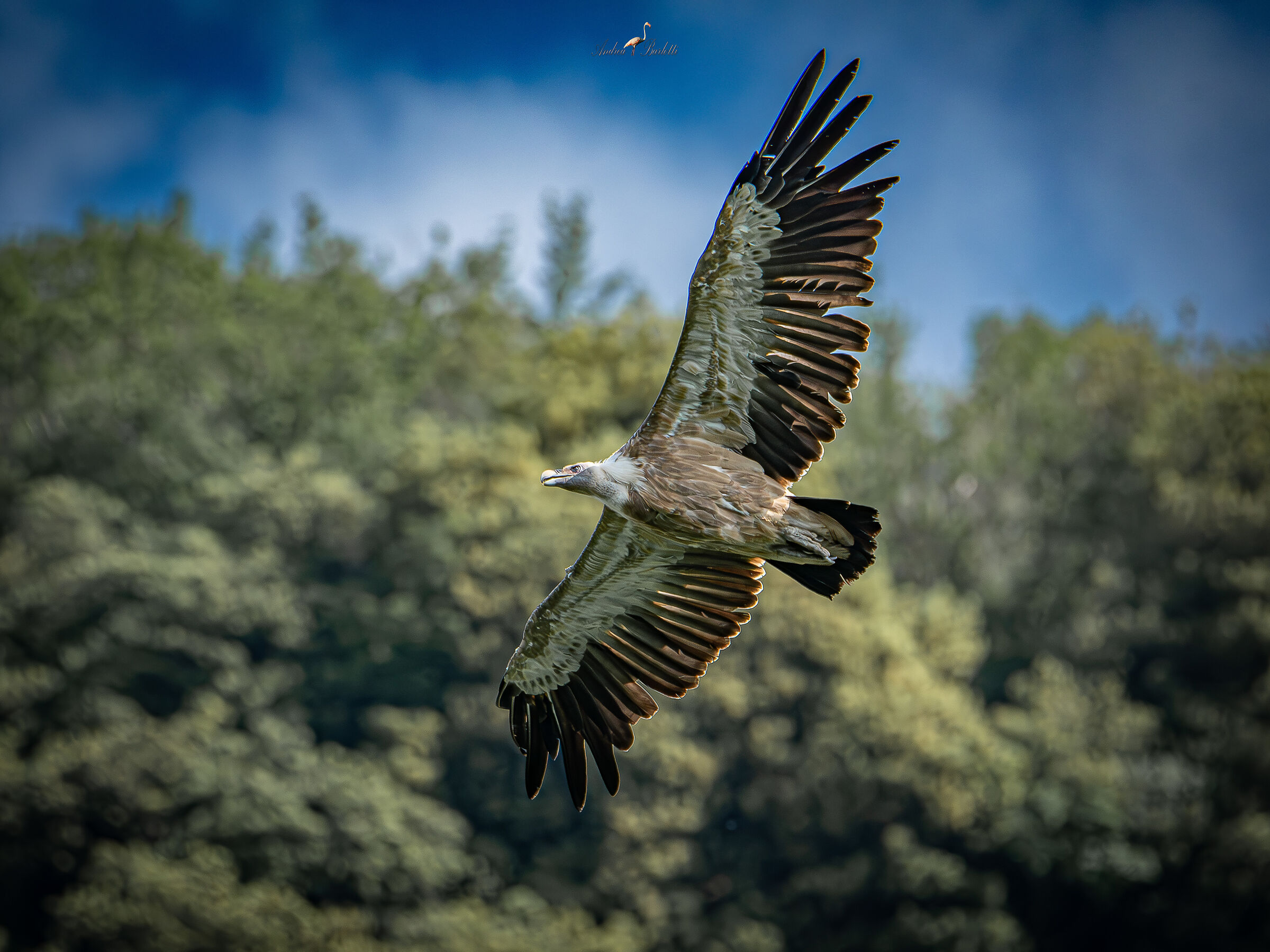 I Grifoni del Cornino 2