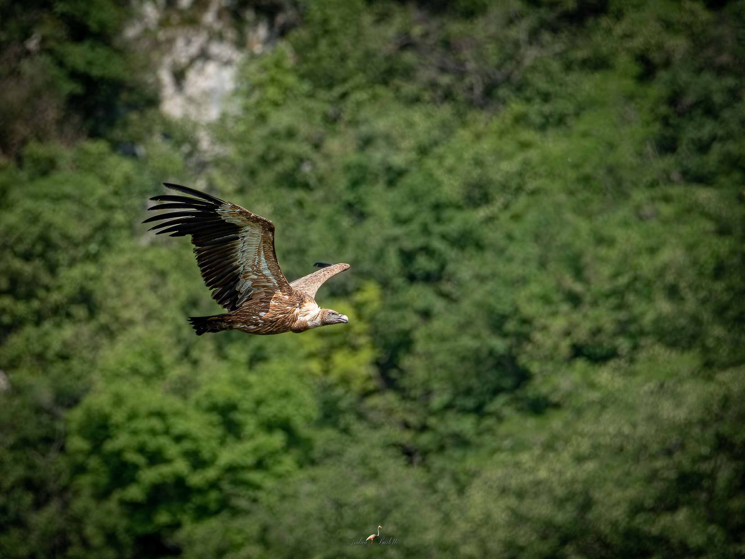 I Grifoni del Cornino 3