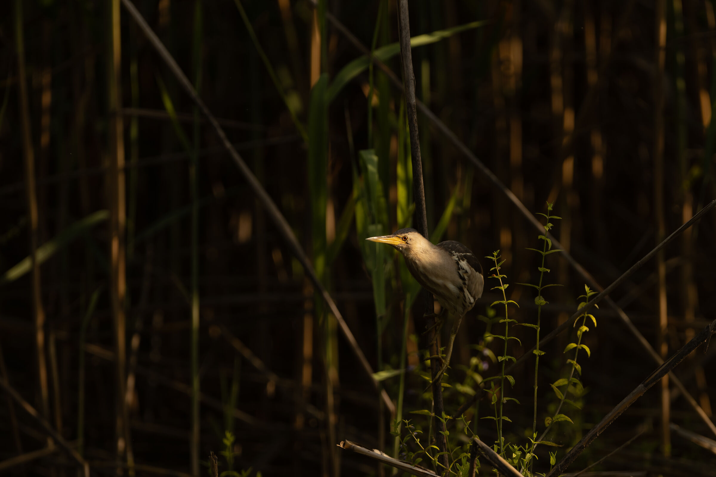 Tarabusino in Sartirana