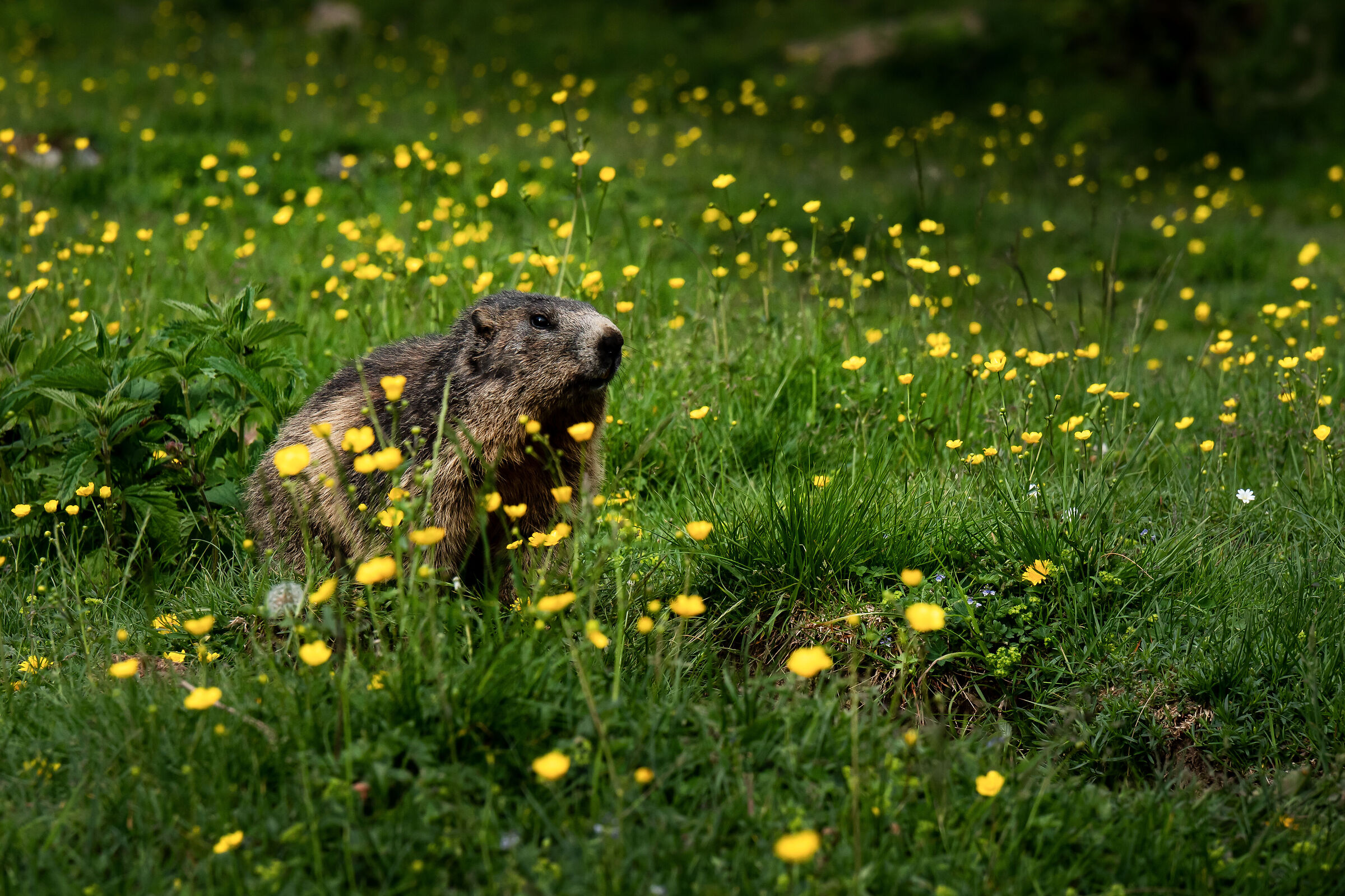 Marmotta