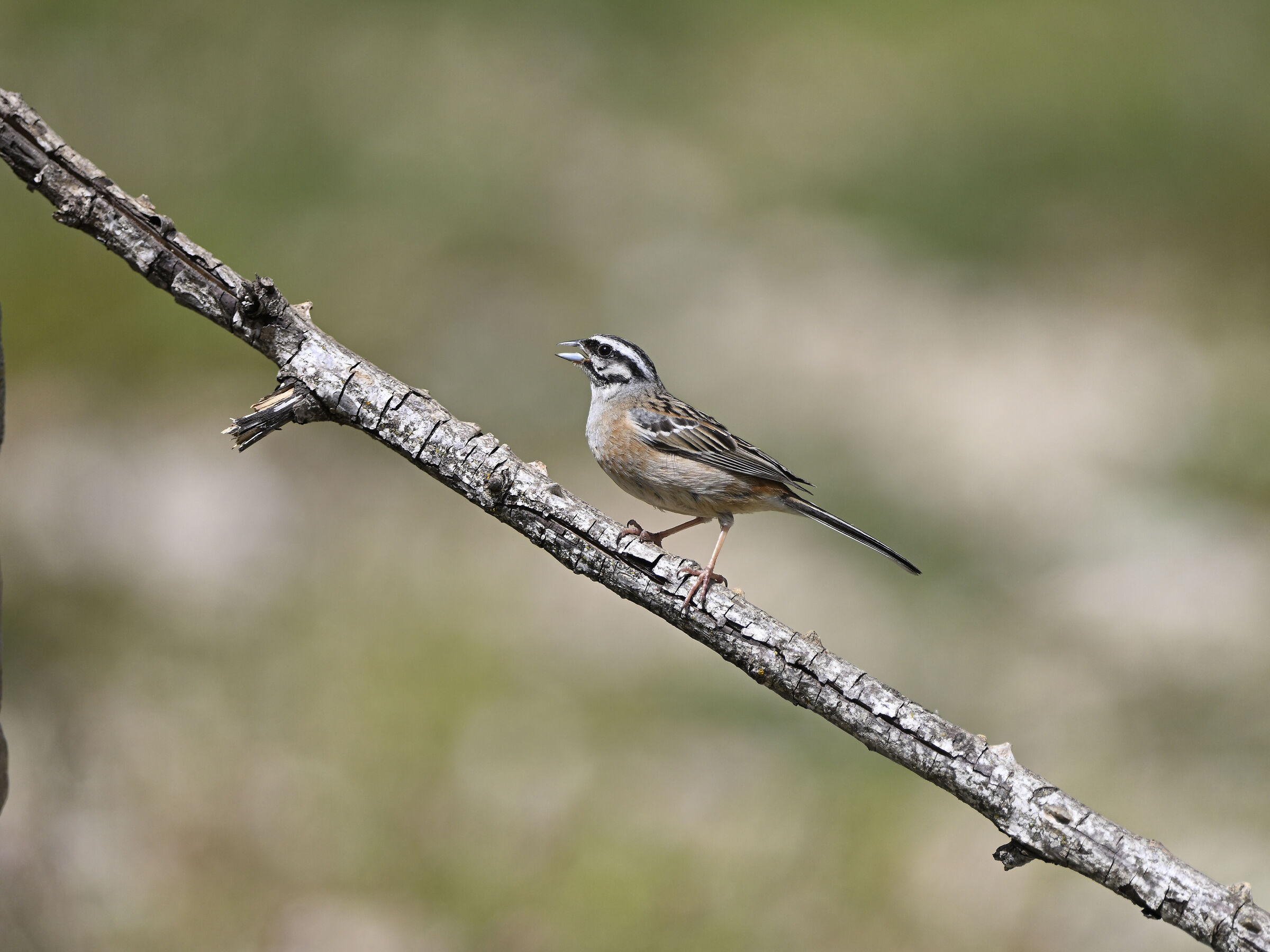 Muciatto bunting