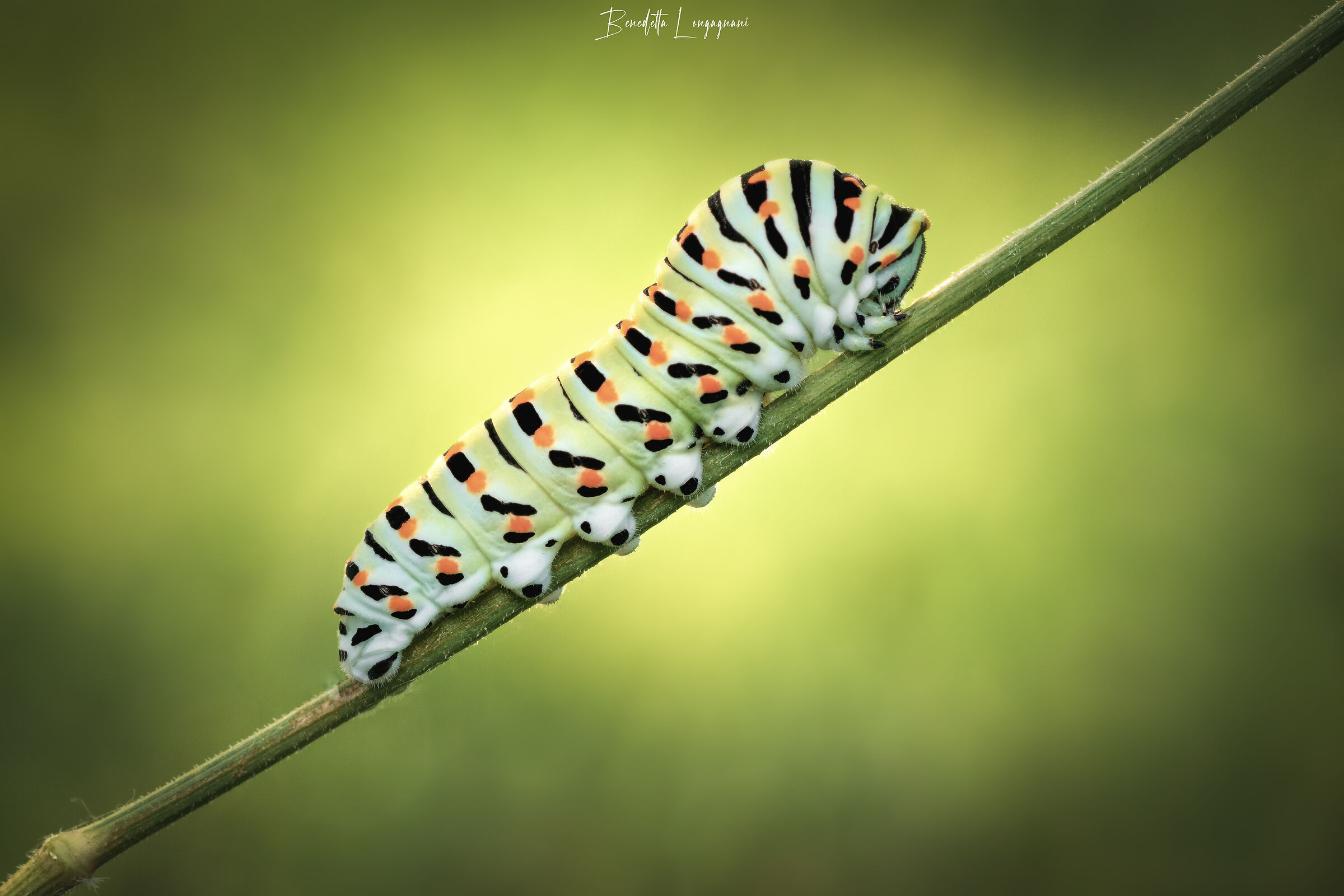 Coraone caterpillar