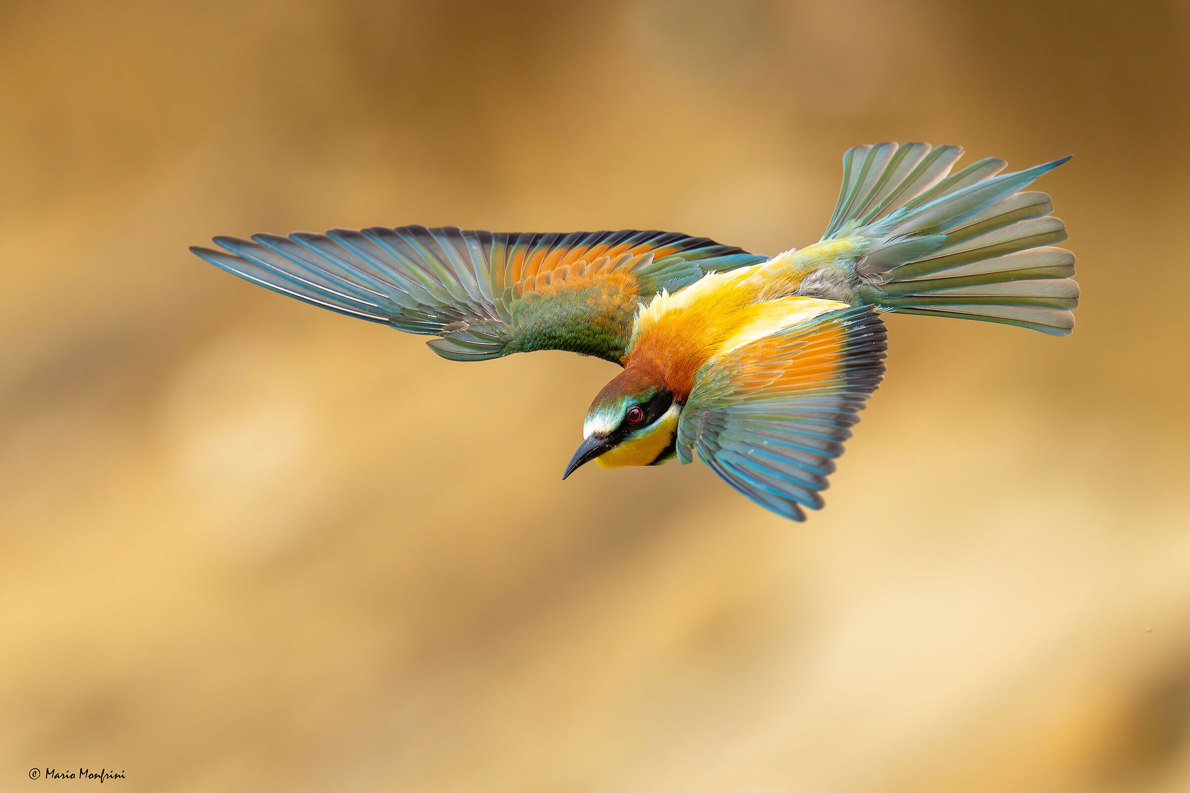 Bee-eater