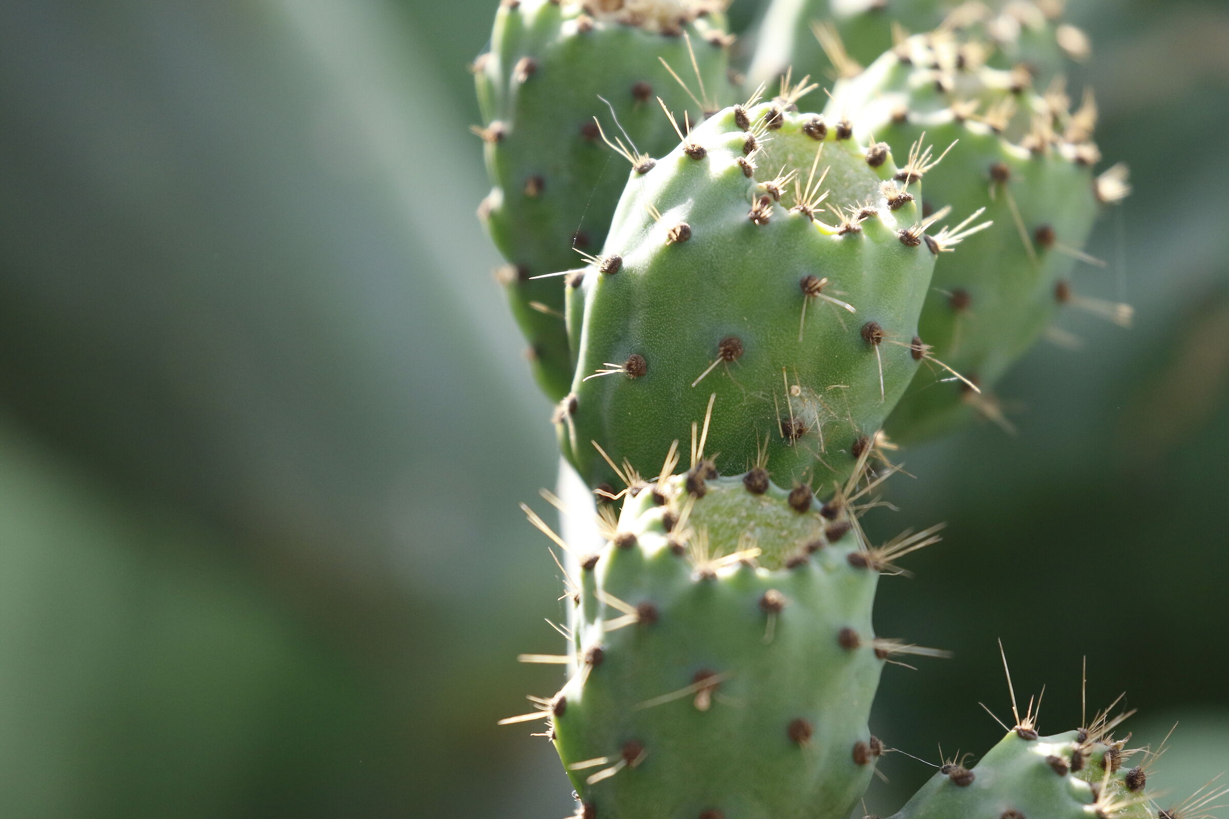 " Crop 6 Cento 40 ", Canon 100- 400 L I I, 7 D I I