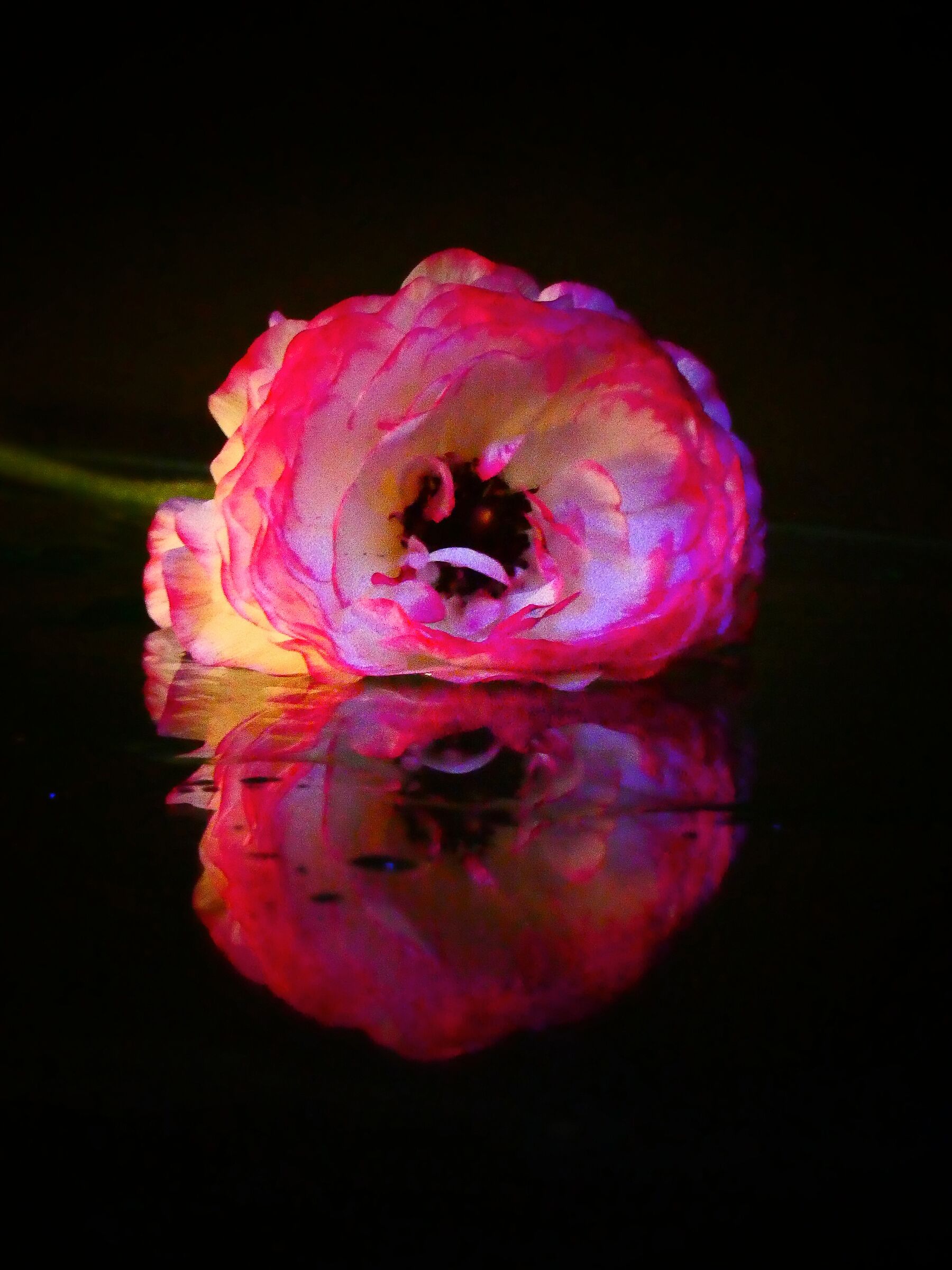 "ANIMA trasparente "