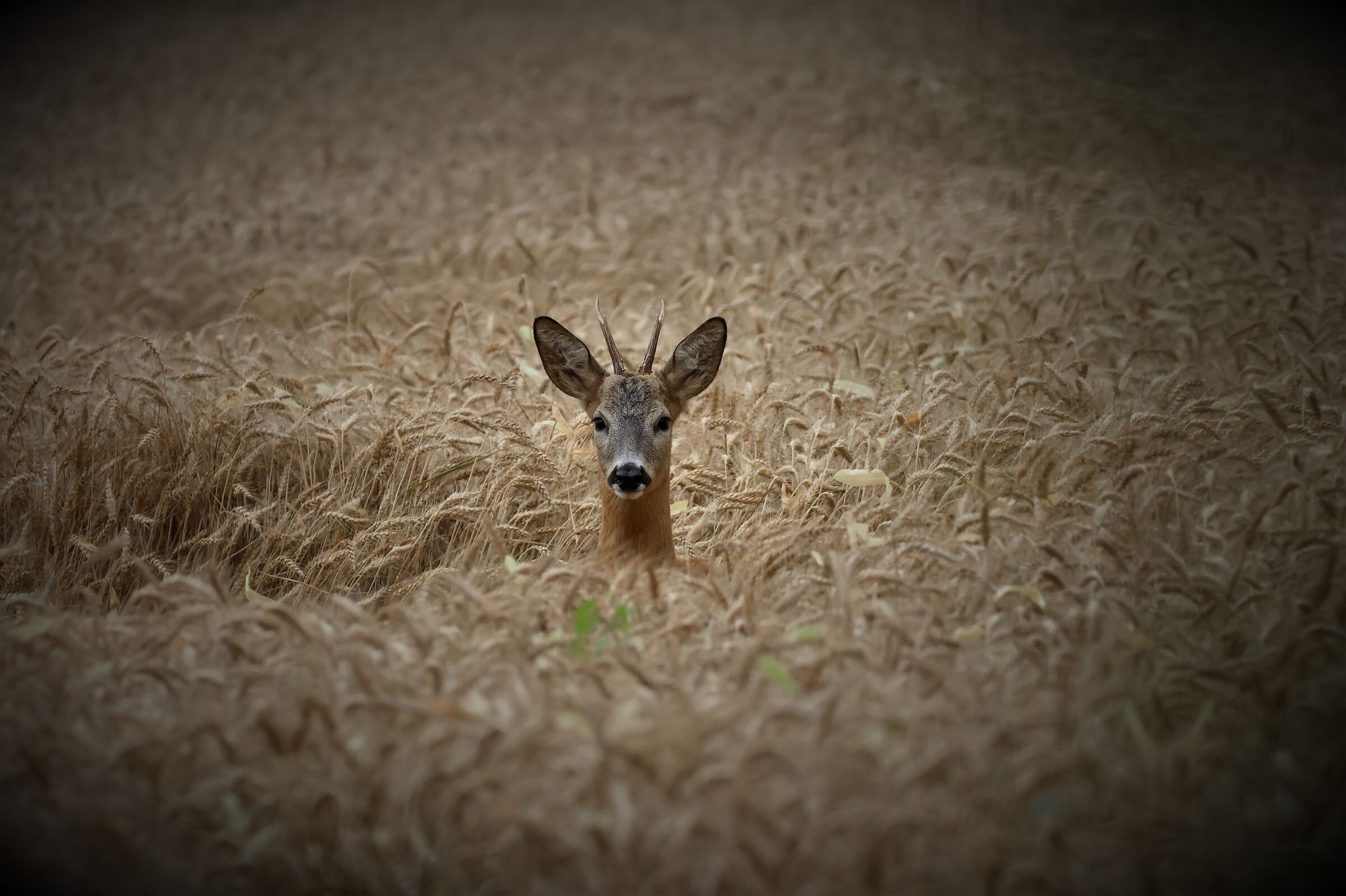 ... I seemed to see a roe deer ...