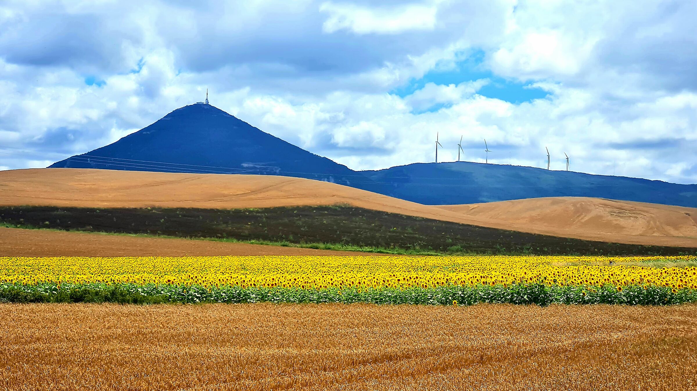 Girasoli