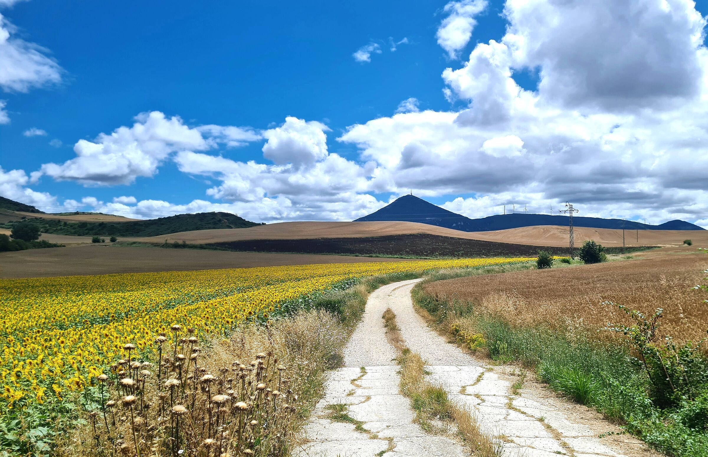 La strada di girasoli