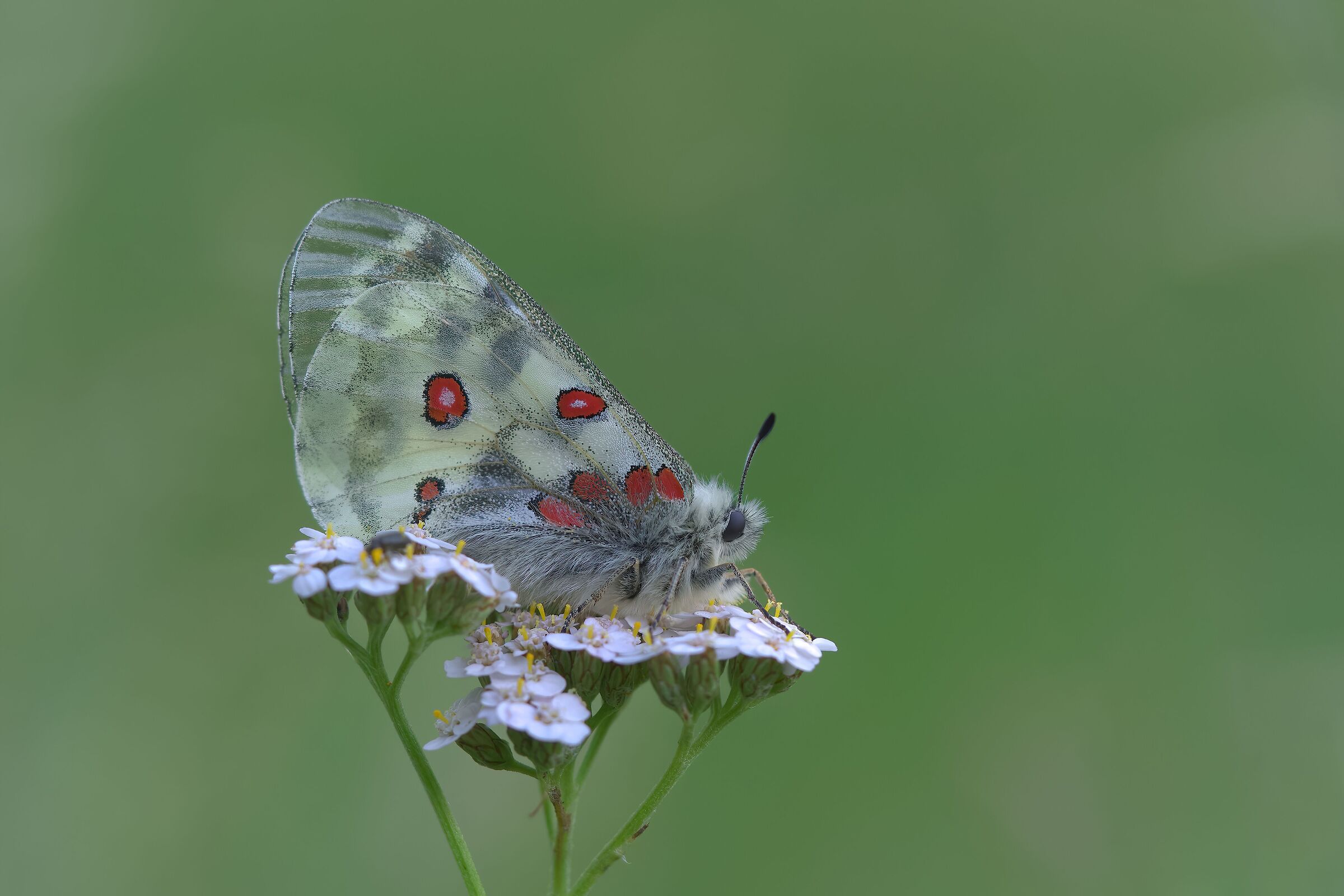 Parnassius apollo su Achillea sp. - Alpi Cuneesi