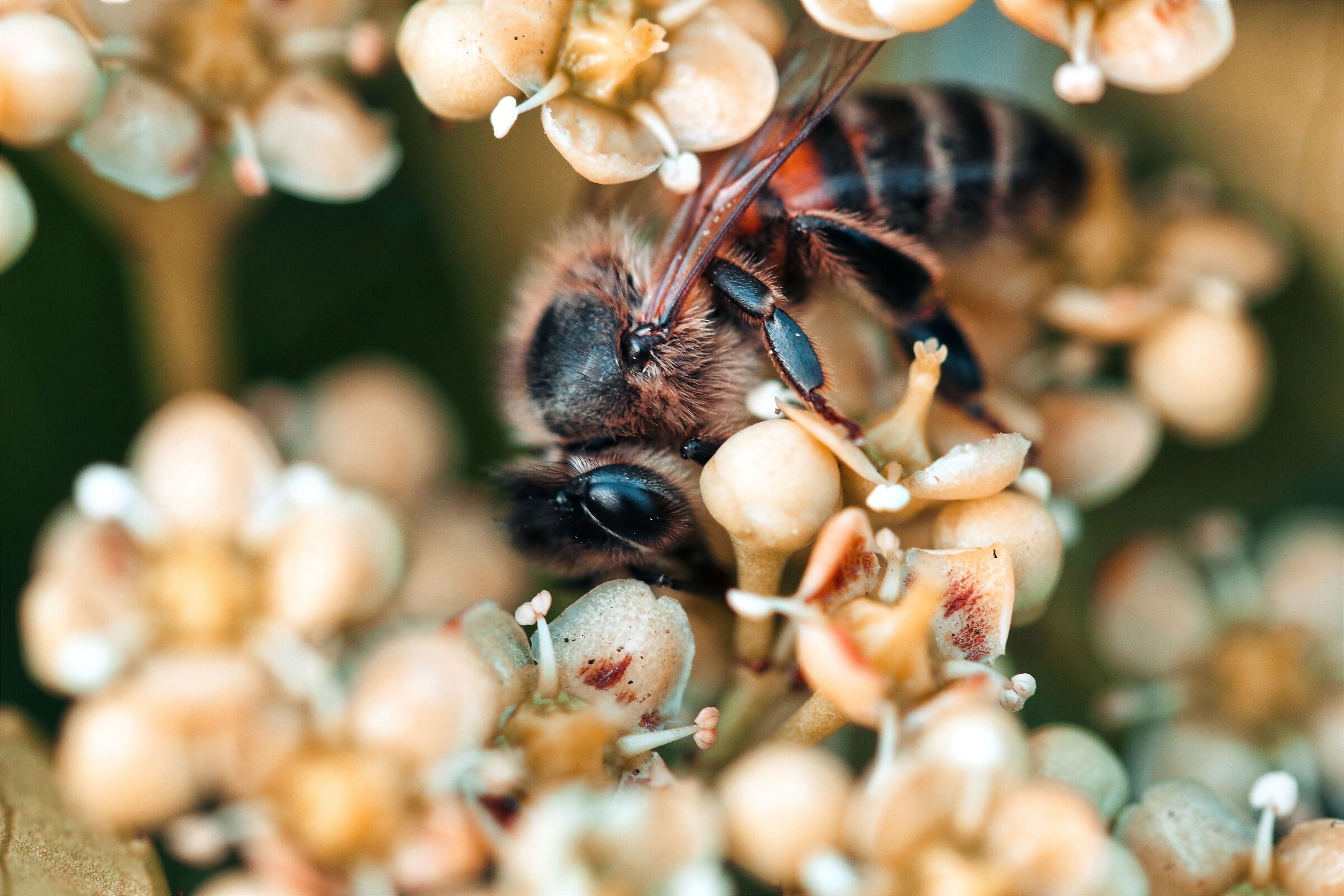 Bee