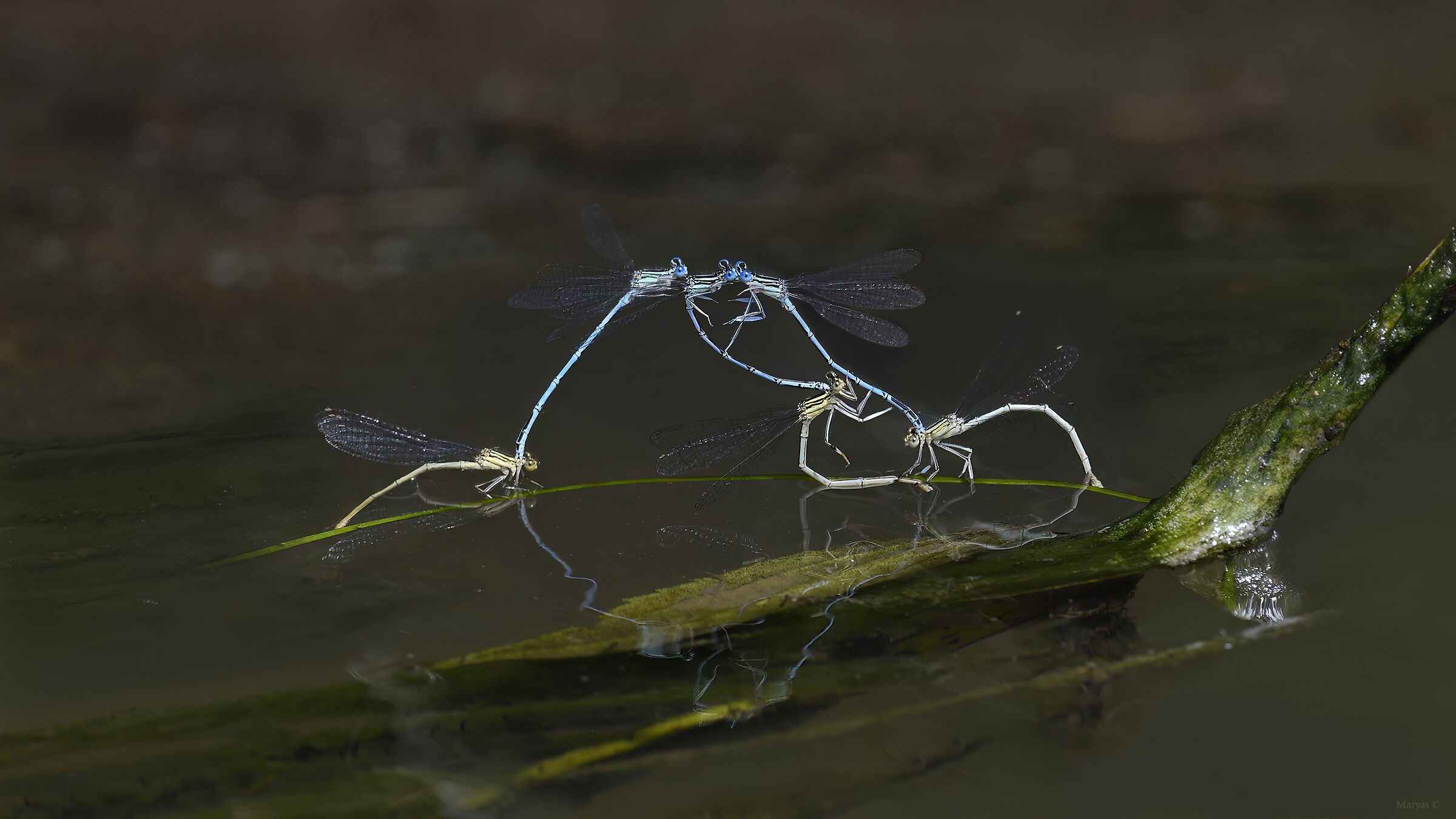 Libertine bridesmaids