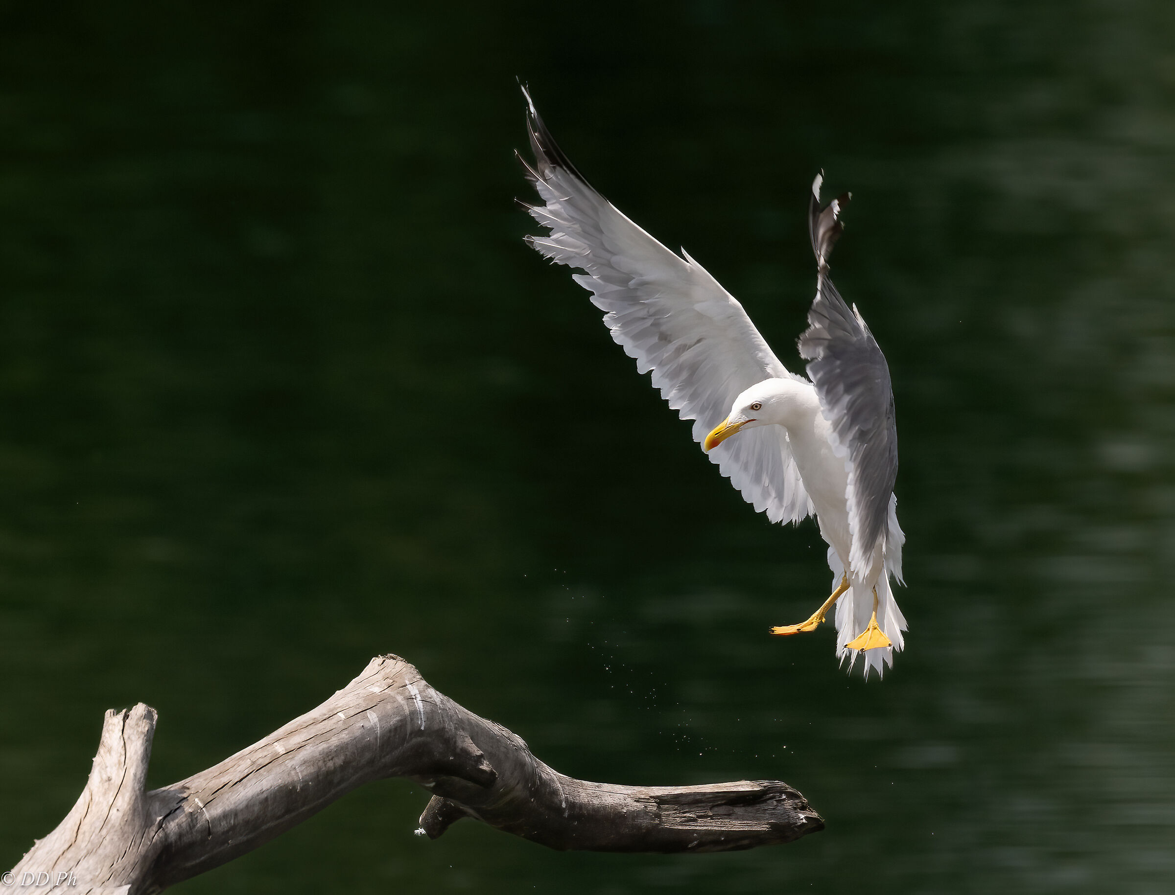 Herring gull