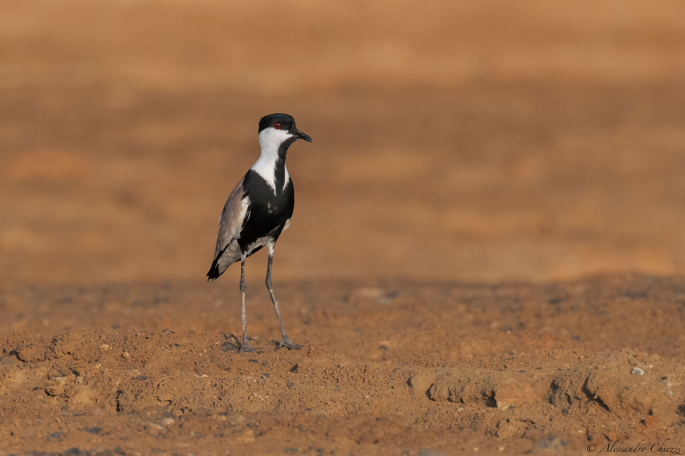 Spiny lapwing