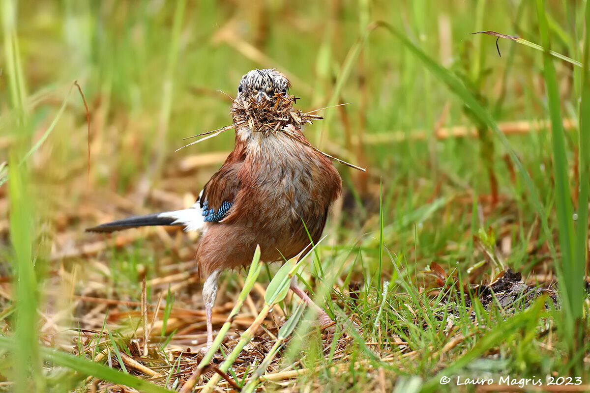 Carpentiere in azione