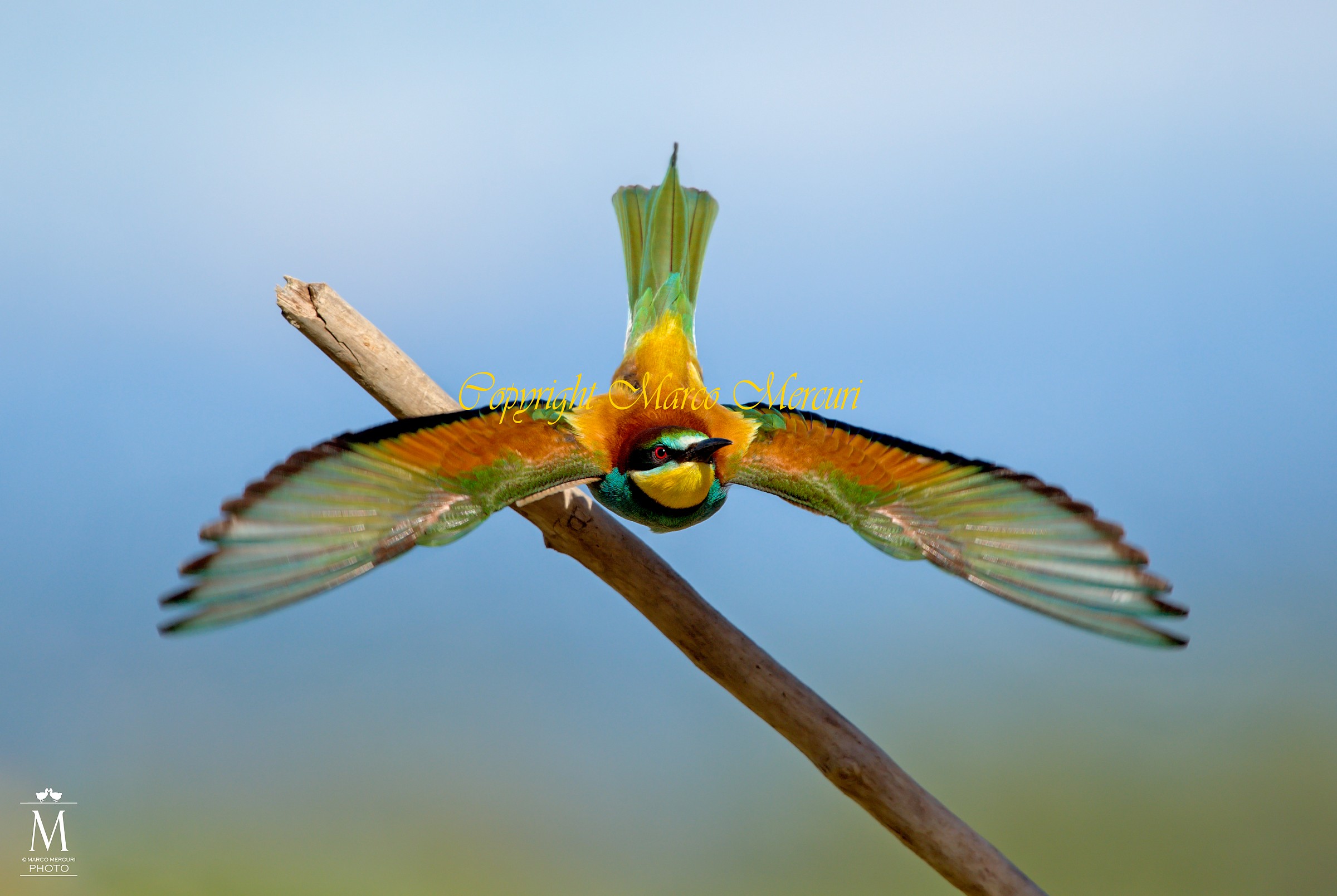 Bee-Eater in Flight