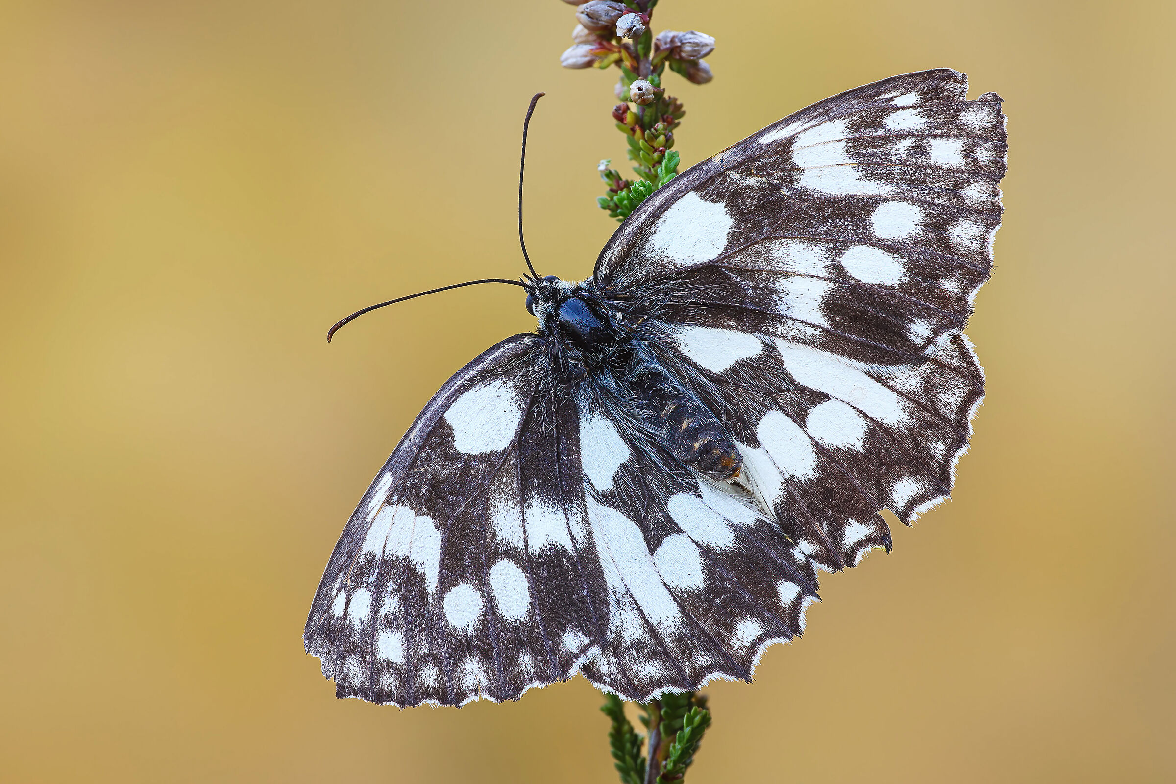 Melanargia galathea
