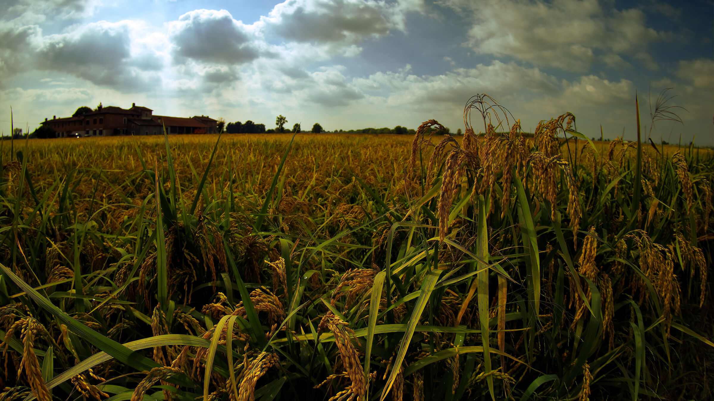 What do you know about a wheat field.............