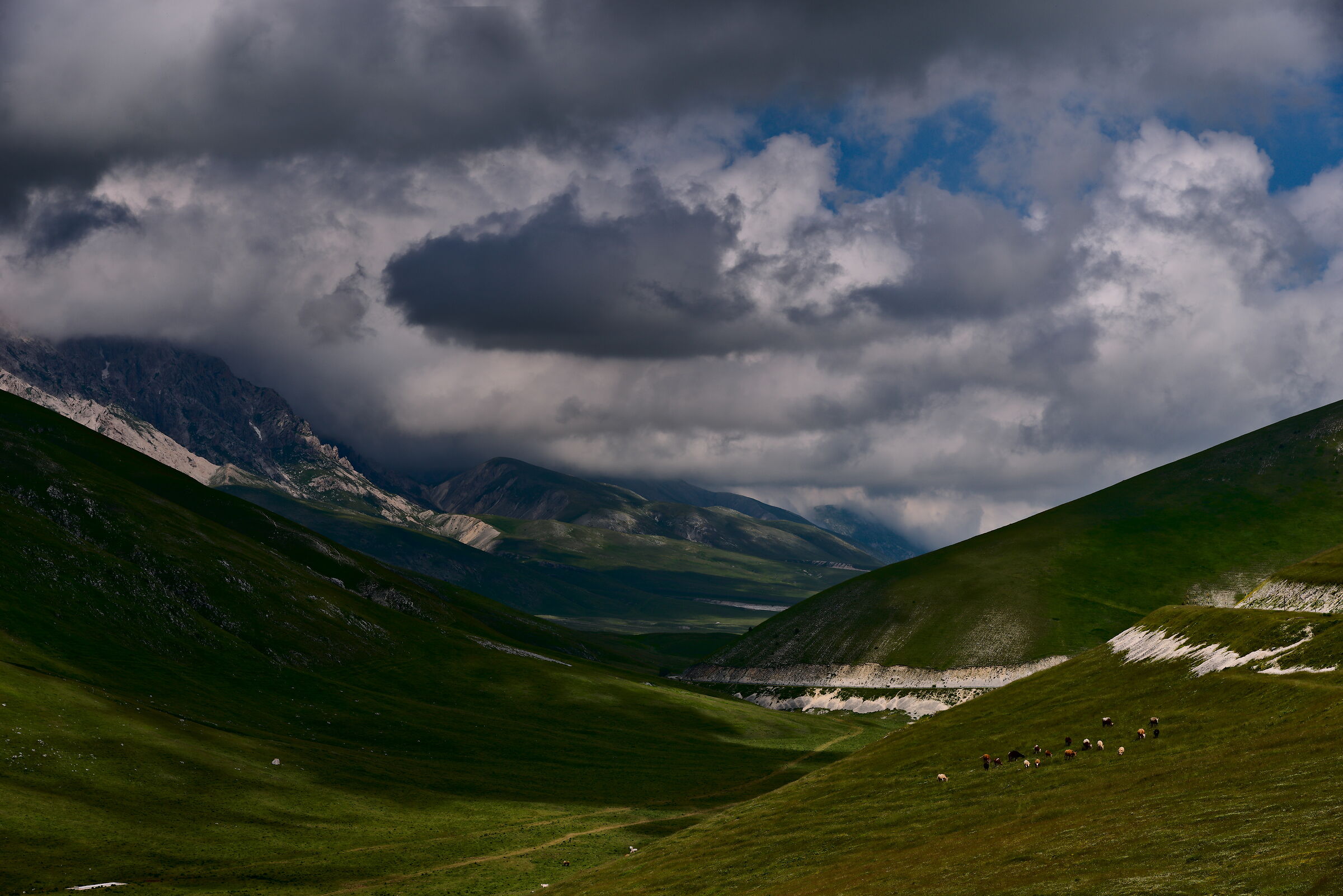 Mucche al Pascolo - Parco del Gran Sasso