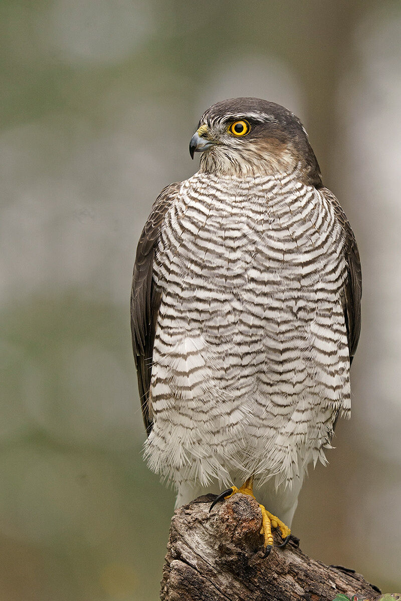 Sparrowhawk