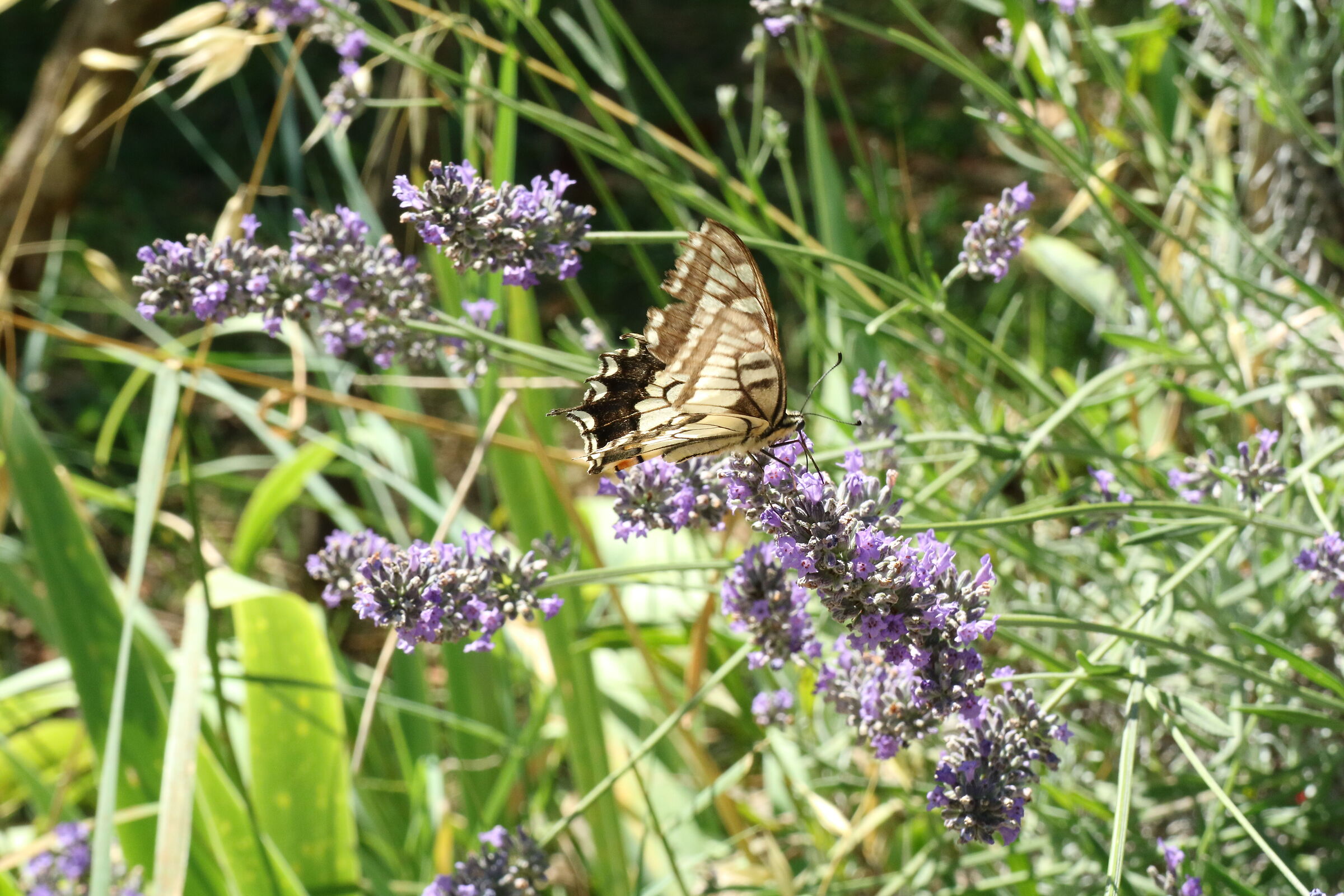A Macaone on lavender.