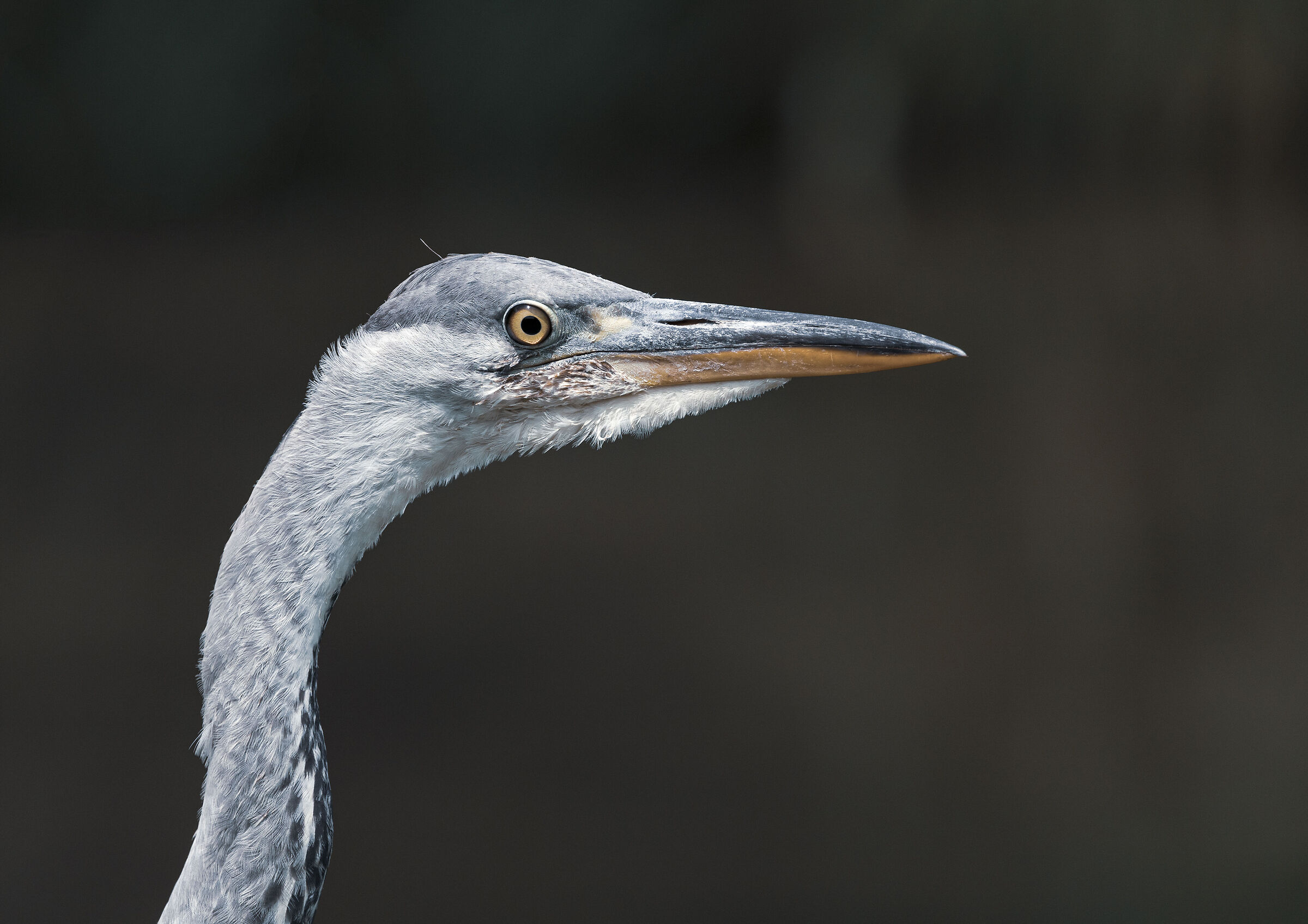 Grey heron