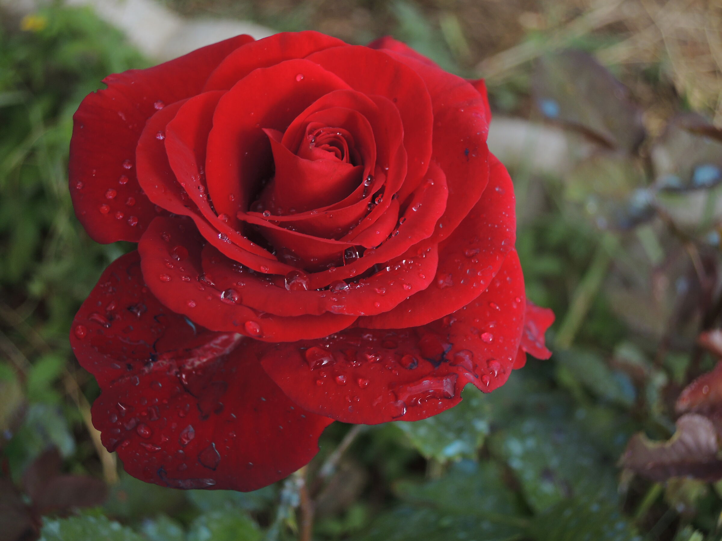 Una rosa per chi la desidera.