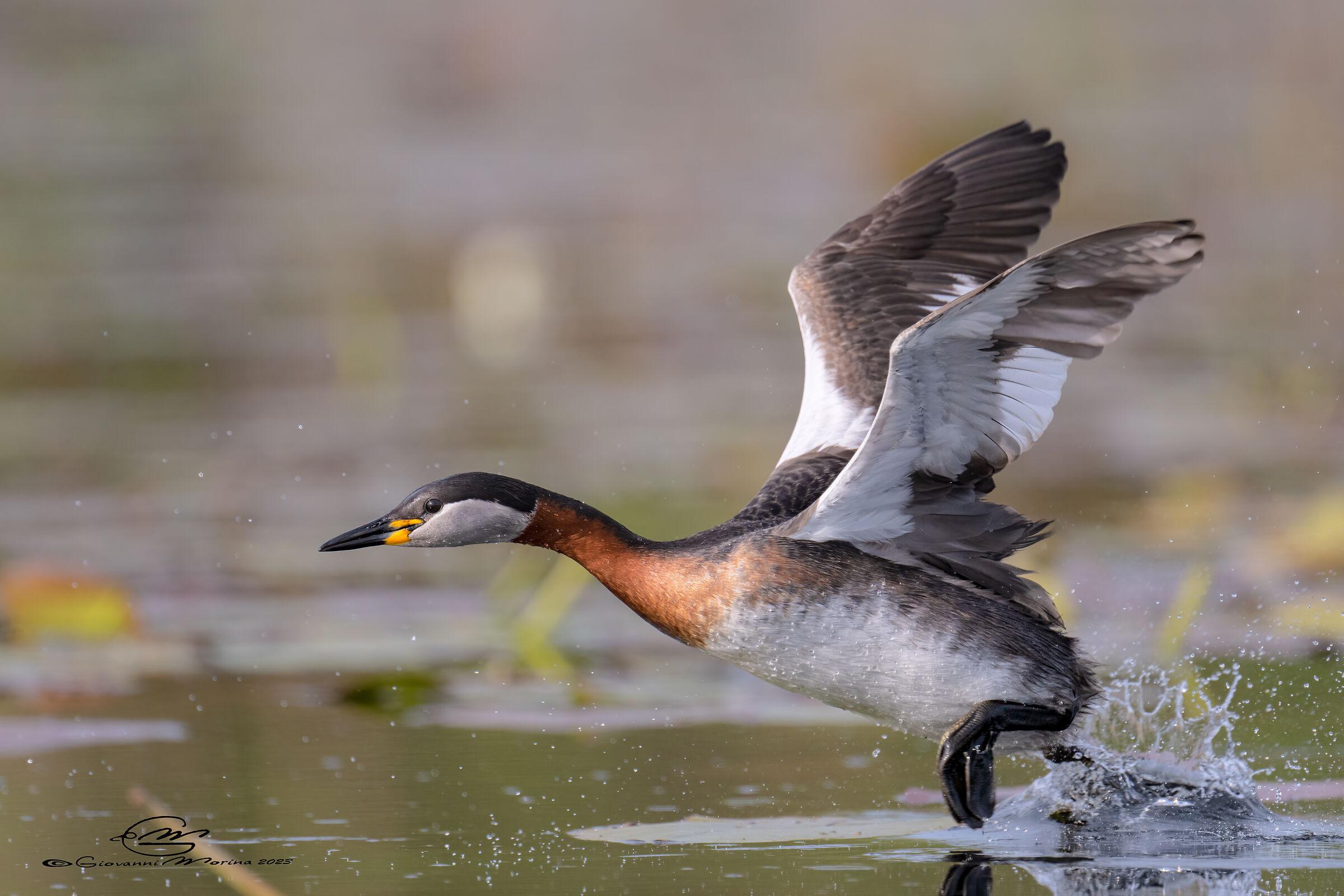 Red Neck Grebe