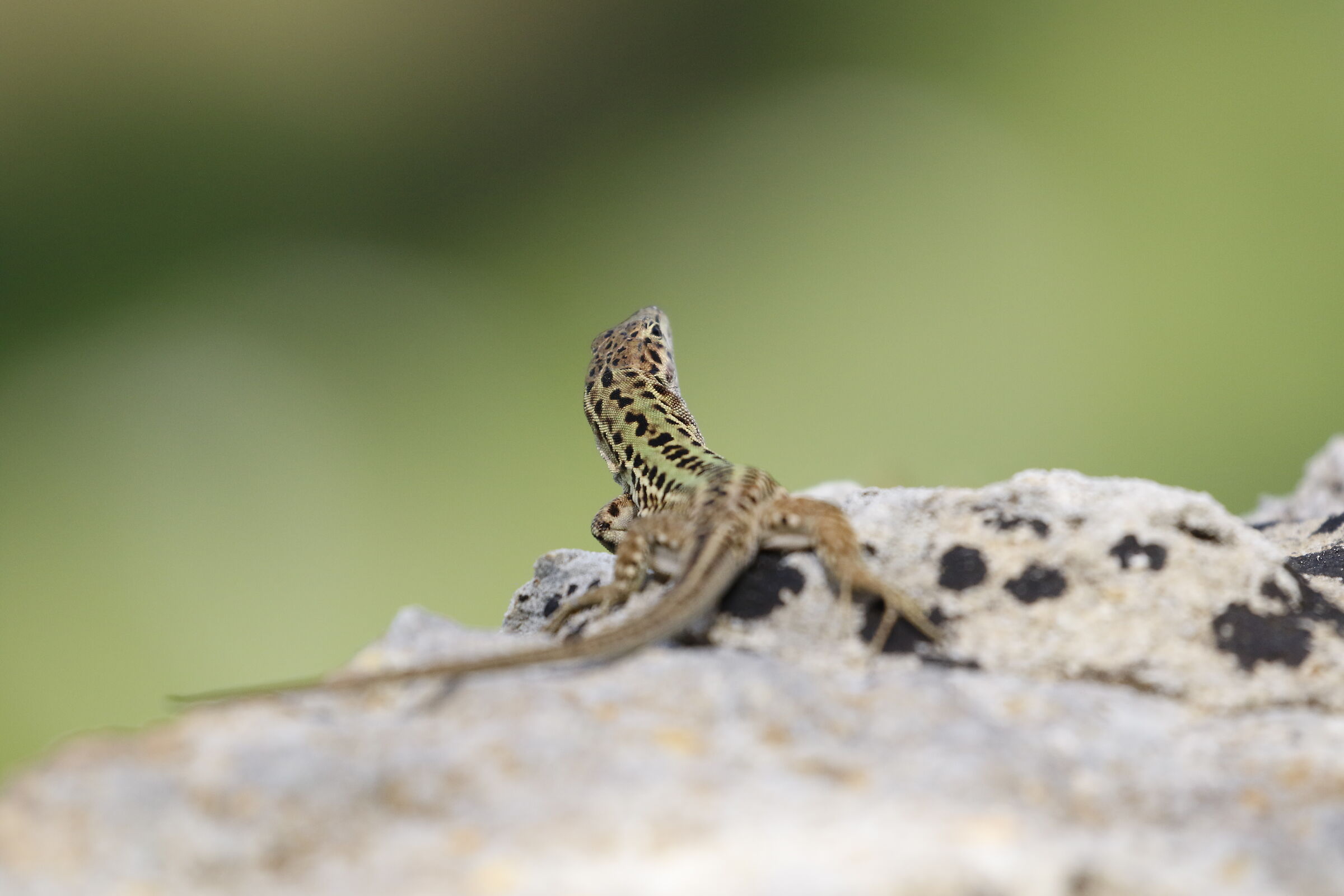" Crop 6 Cento 40 ", Canon 100- 400 L I I, 7 D I I