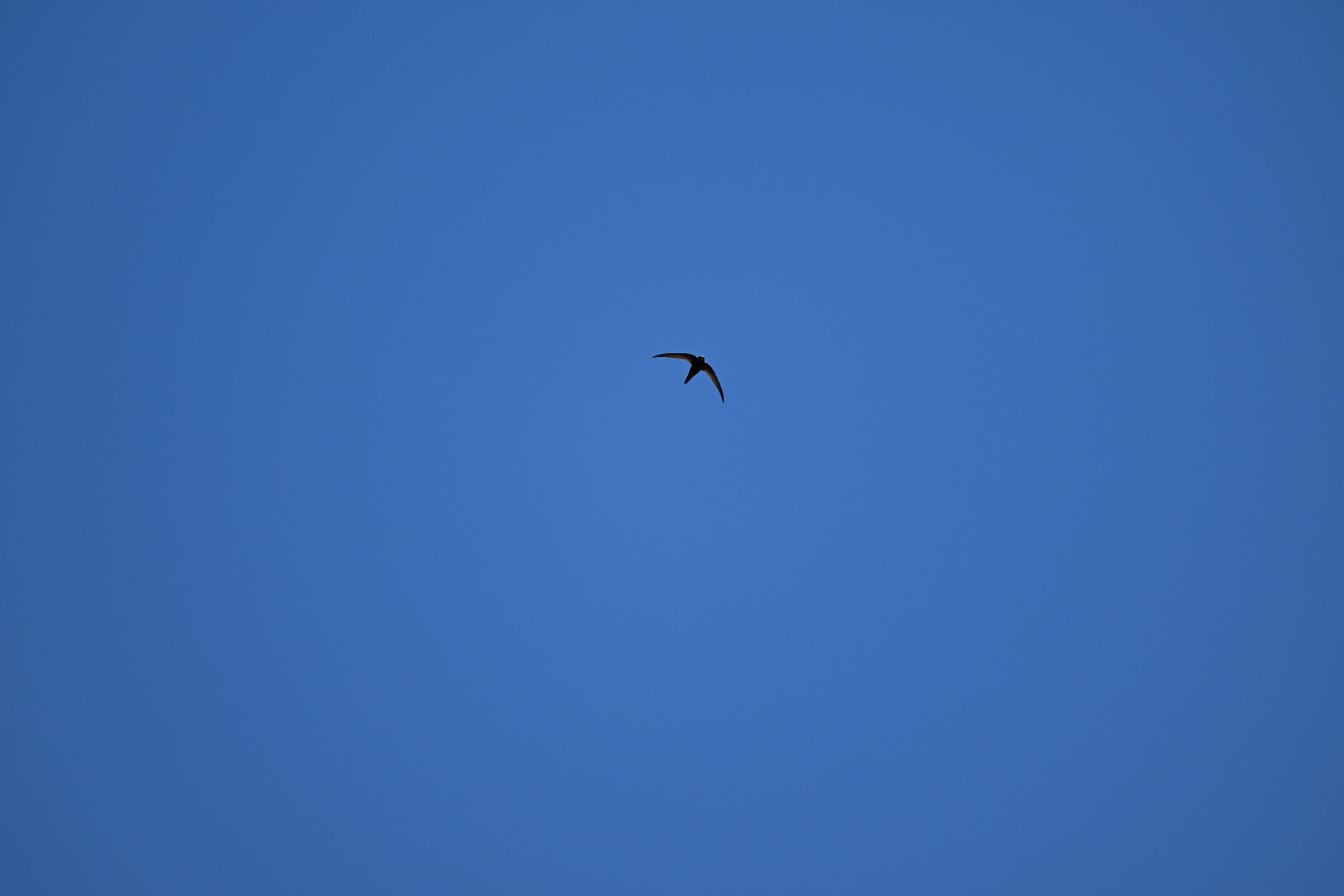 Prova Z8 con 180-600 (Rondone)