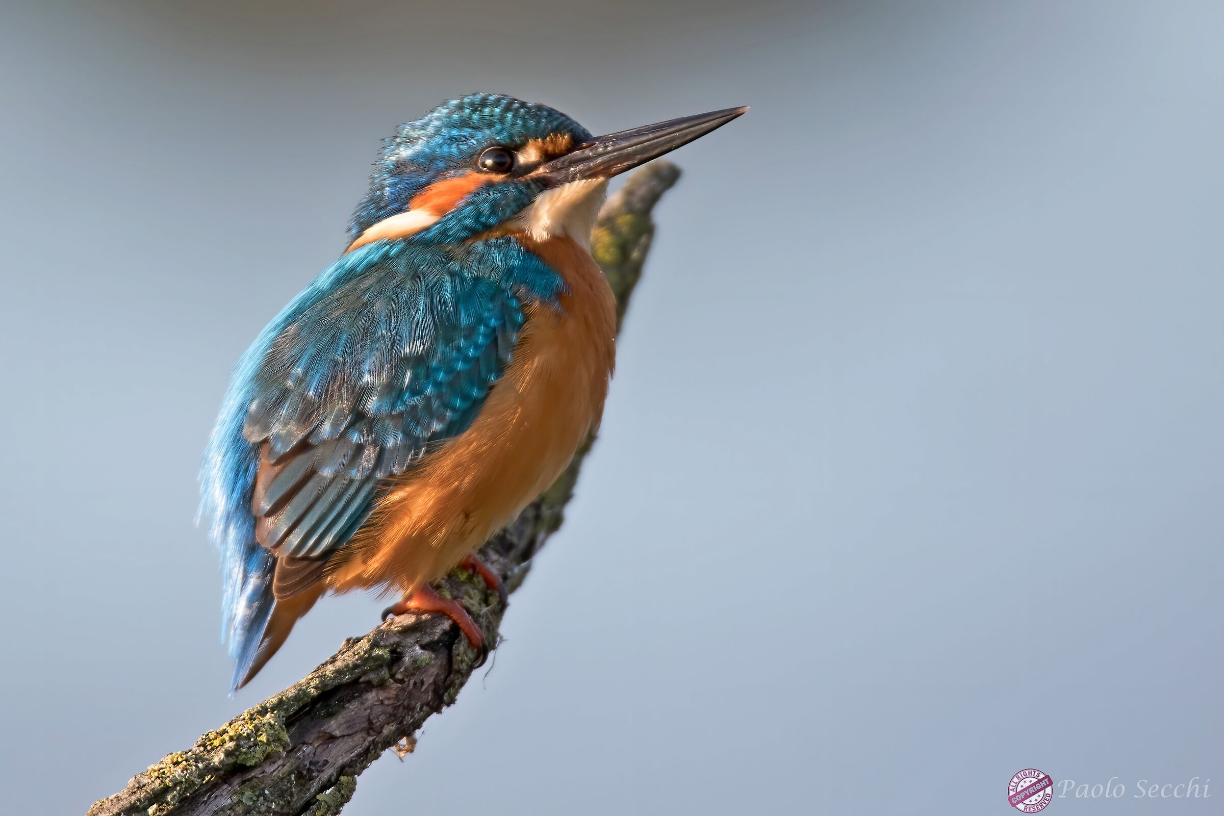 Alcedo atthis (Kingfisher)