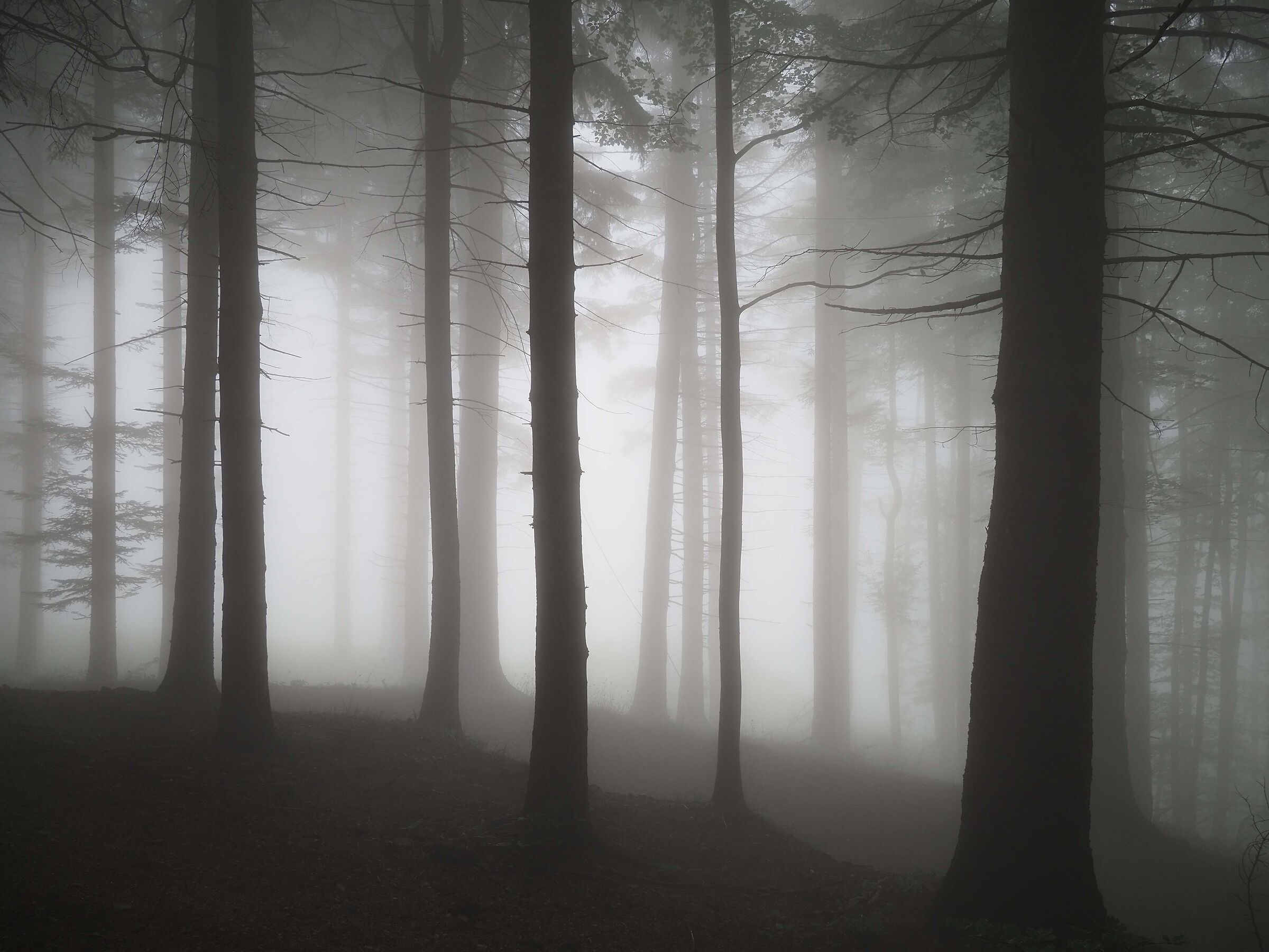 in the woods of Lake Ninfa (Modena Apennines)