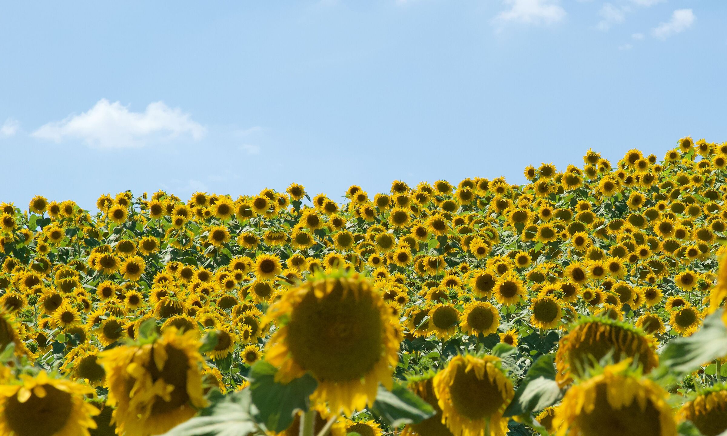 Sunflowers