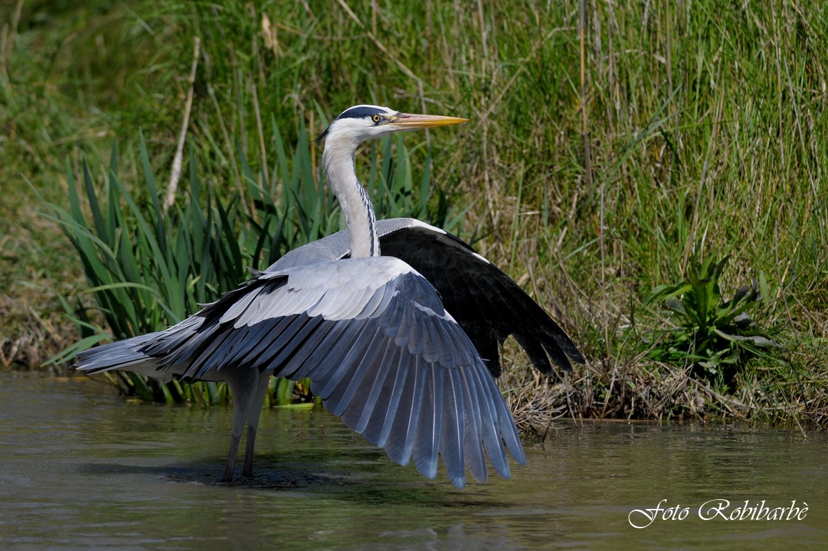 Airone cenerino......
