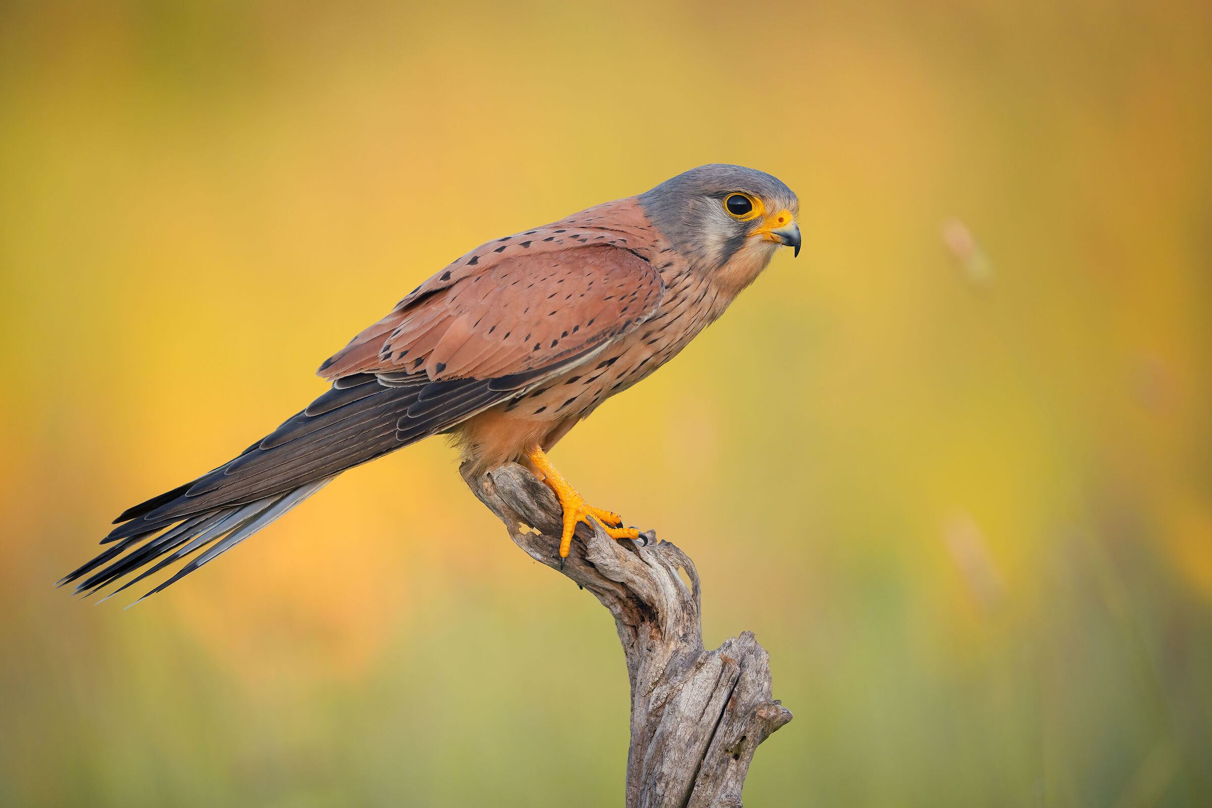 kestrel