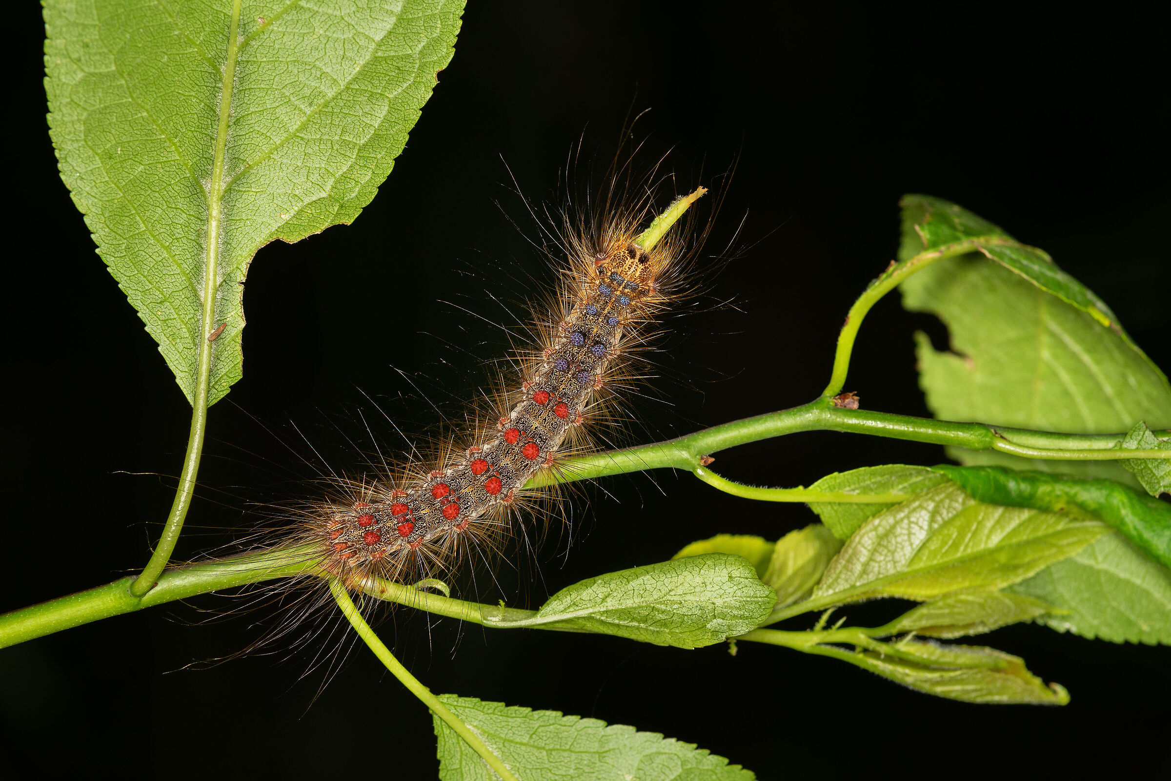 Lymantria dispar
