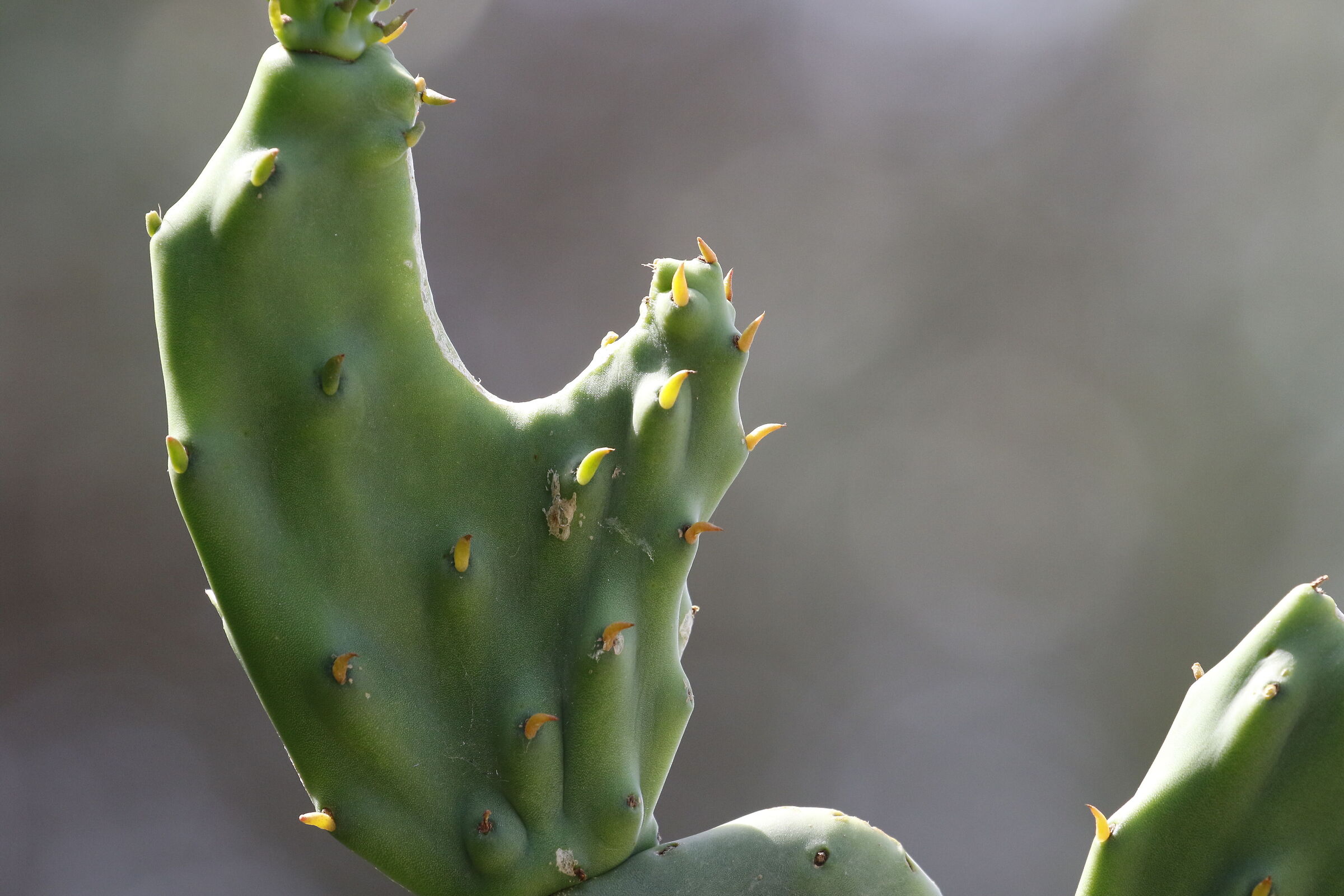 " Crop 6 Cento 40 ", Canon 100- 400 L I I, 7 D I I