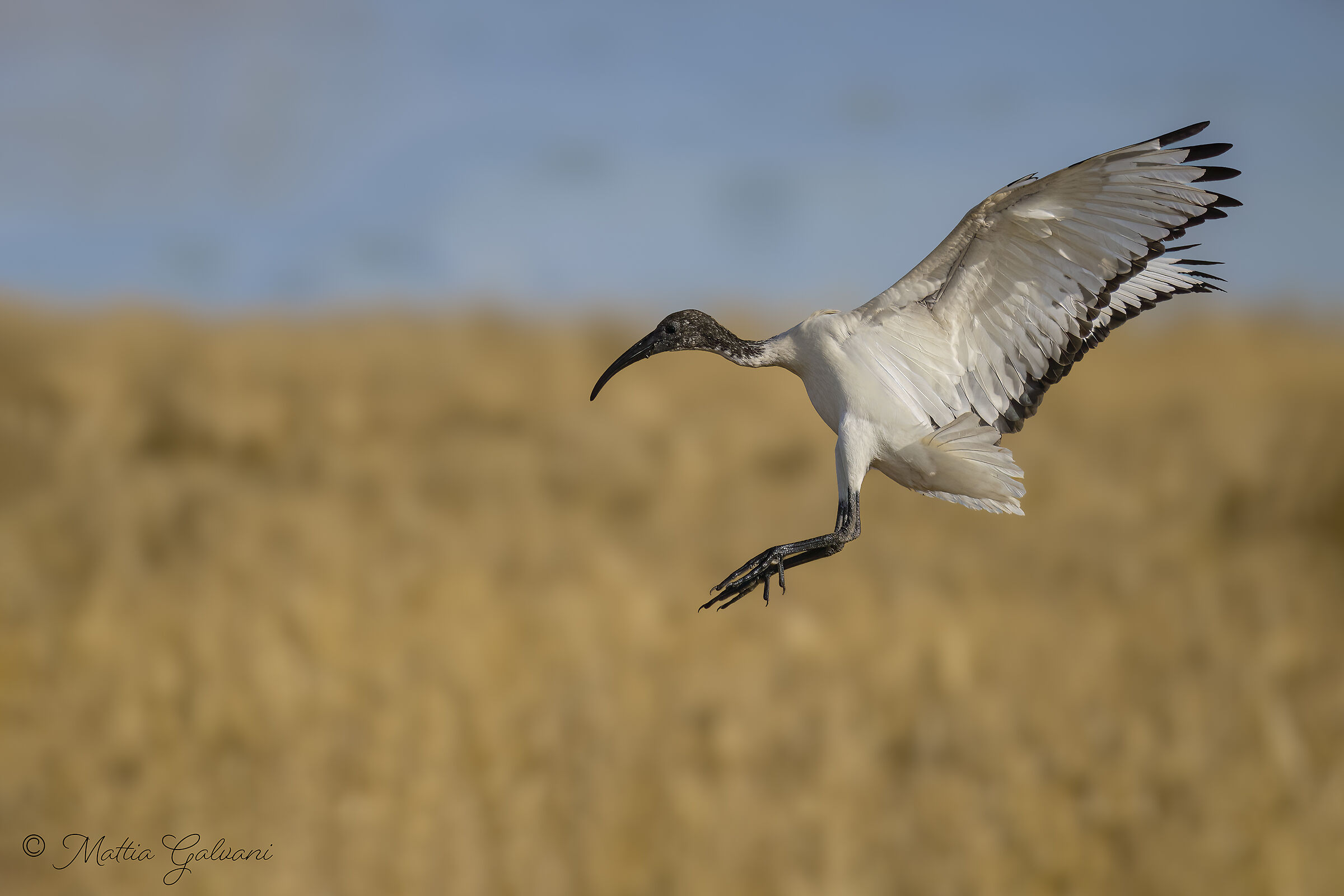 Ibis in arrivo