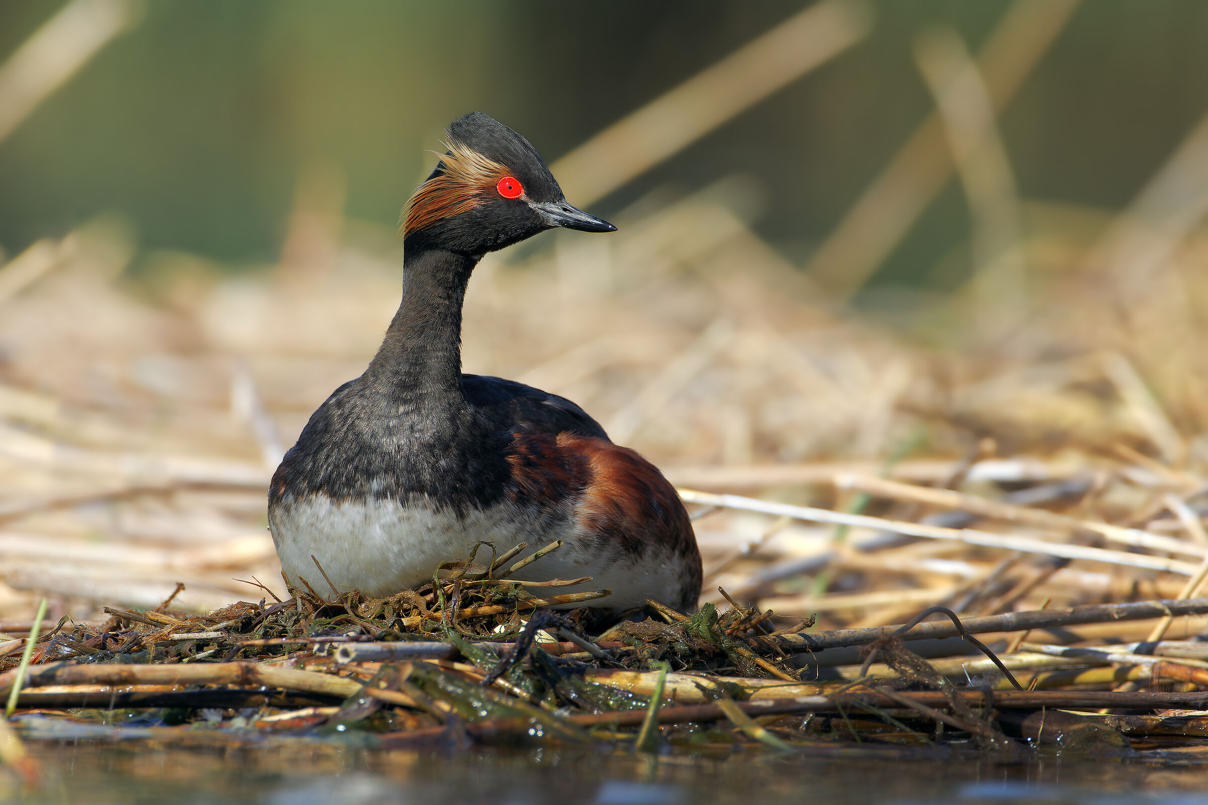 Black-necked grebe