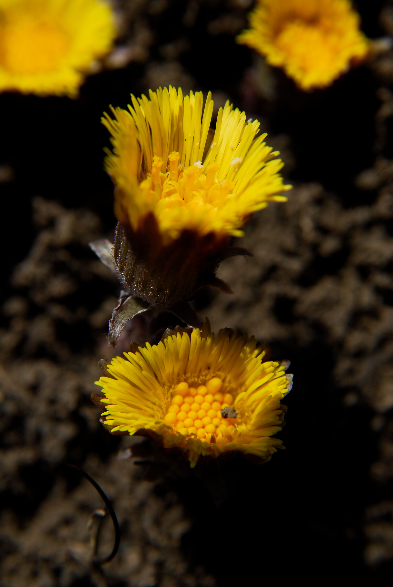 D200 Tussillago Farfara