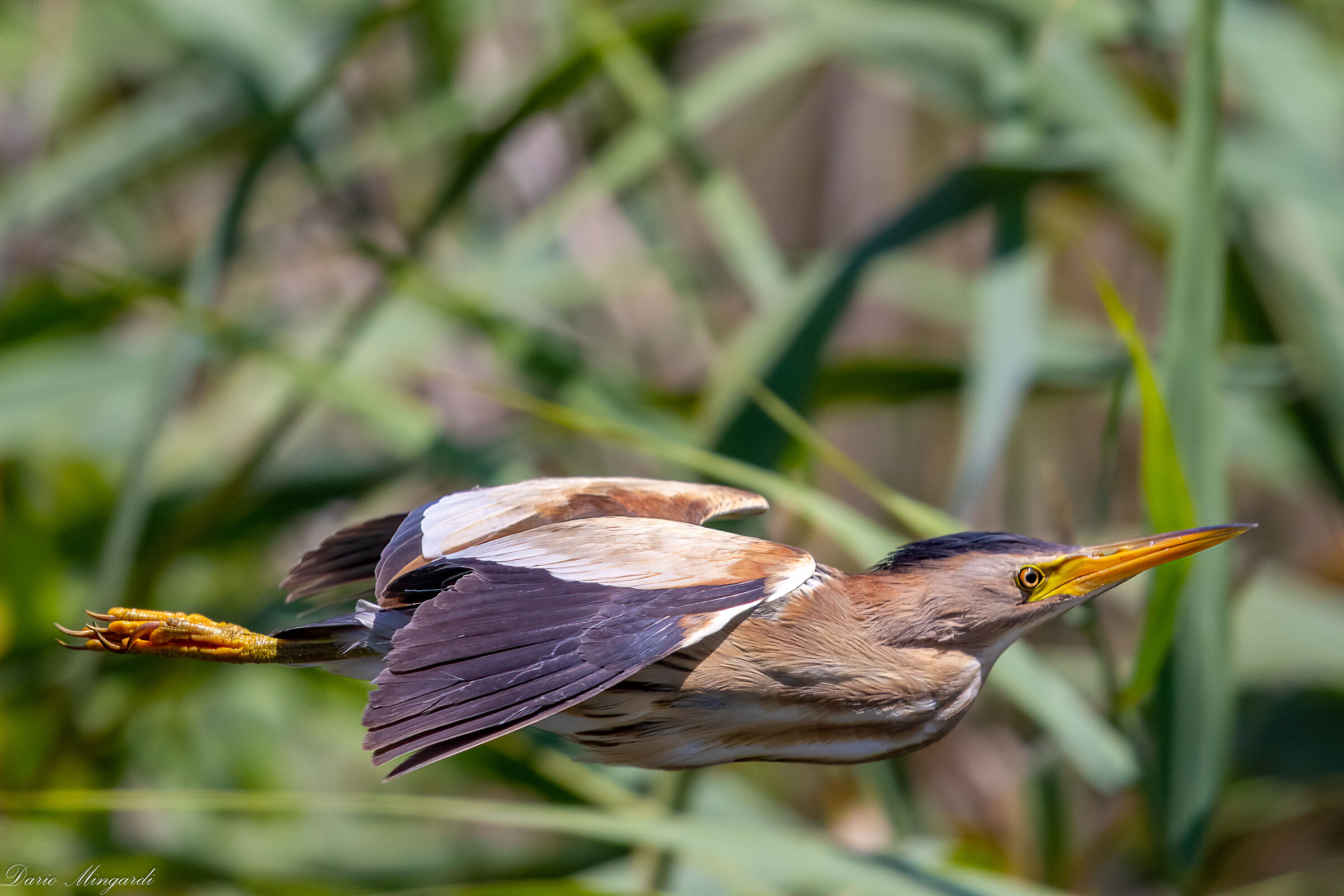 Ixobrychus minutus (maschio)