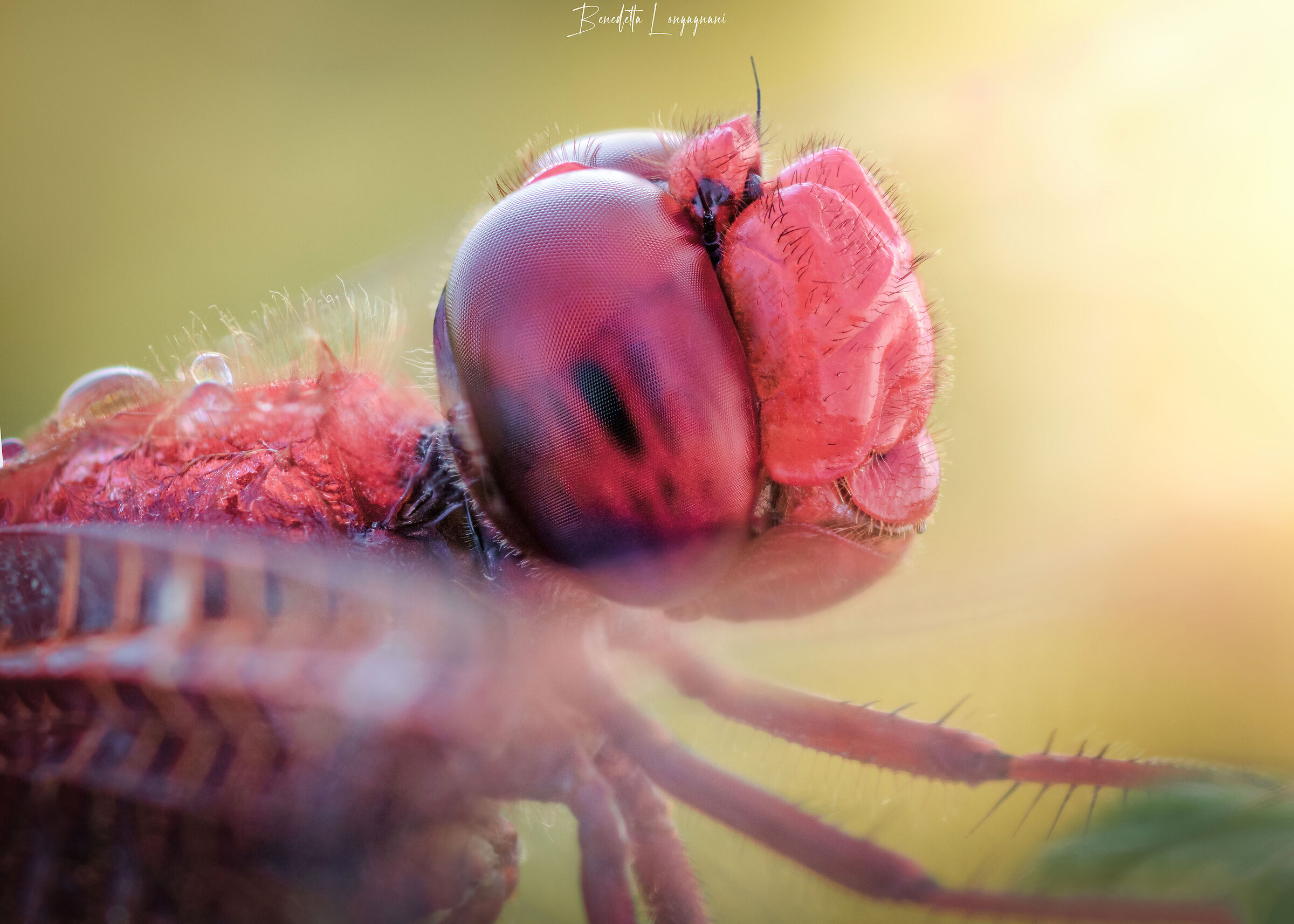 First dragonfly 2023