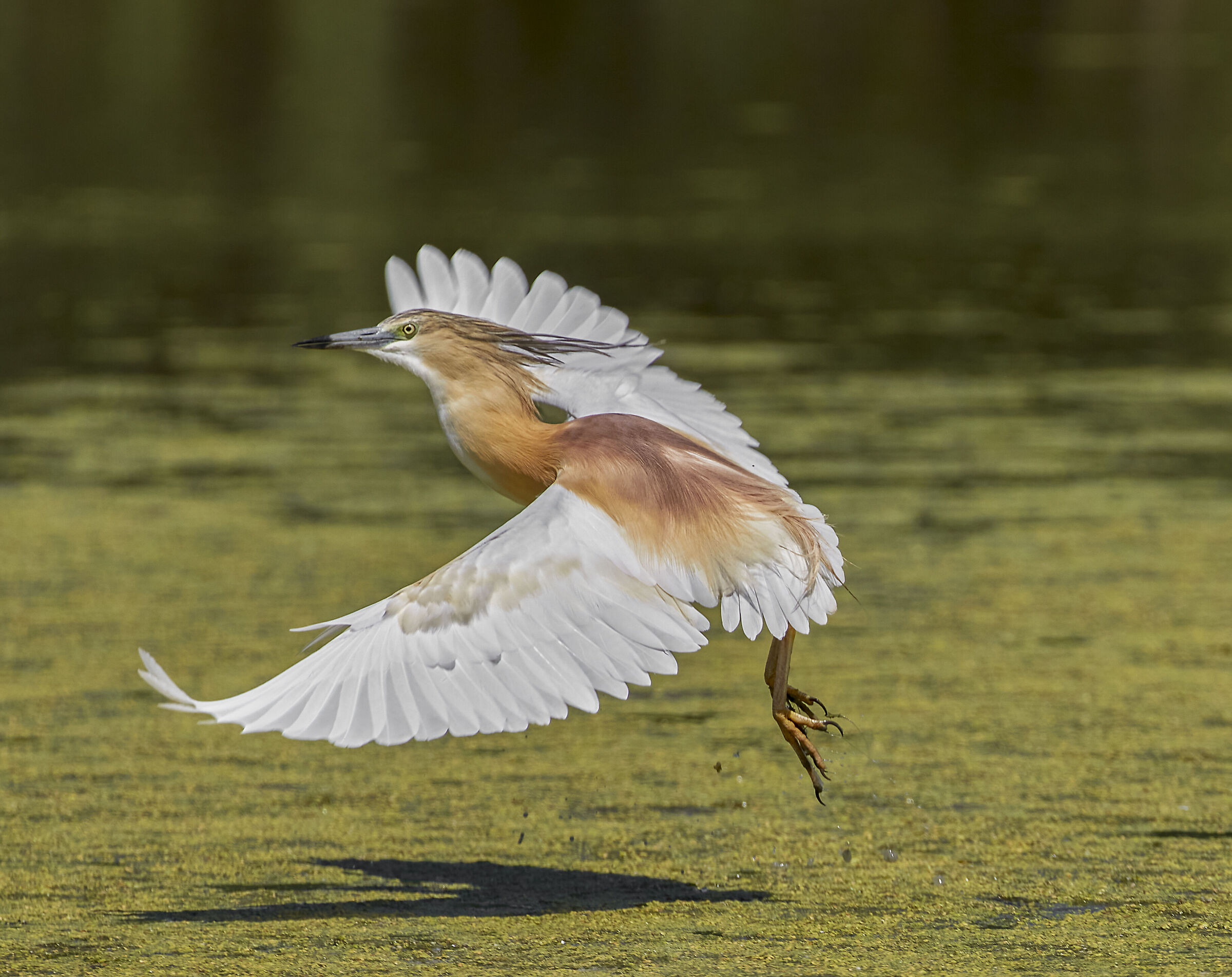 Squacco heron