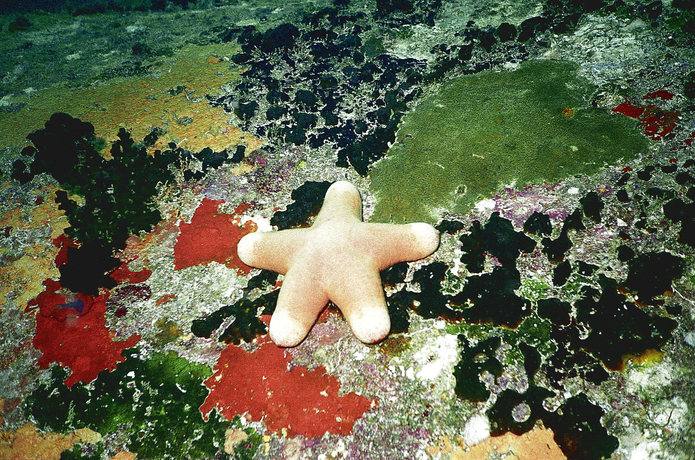 Granulated star (Choriaster granulosus)