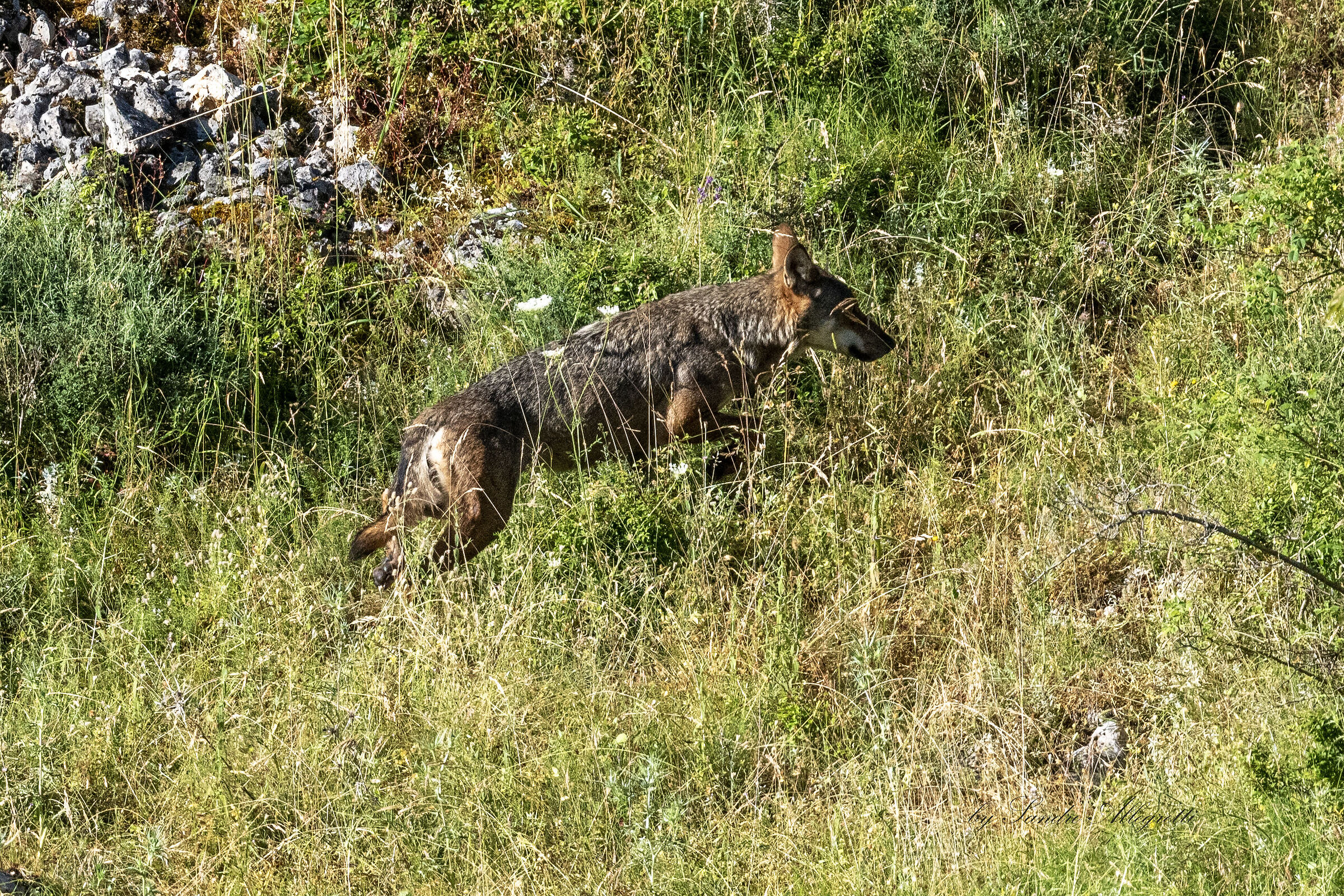 Il lupo grigio appenninico (Canis lupus)