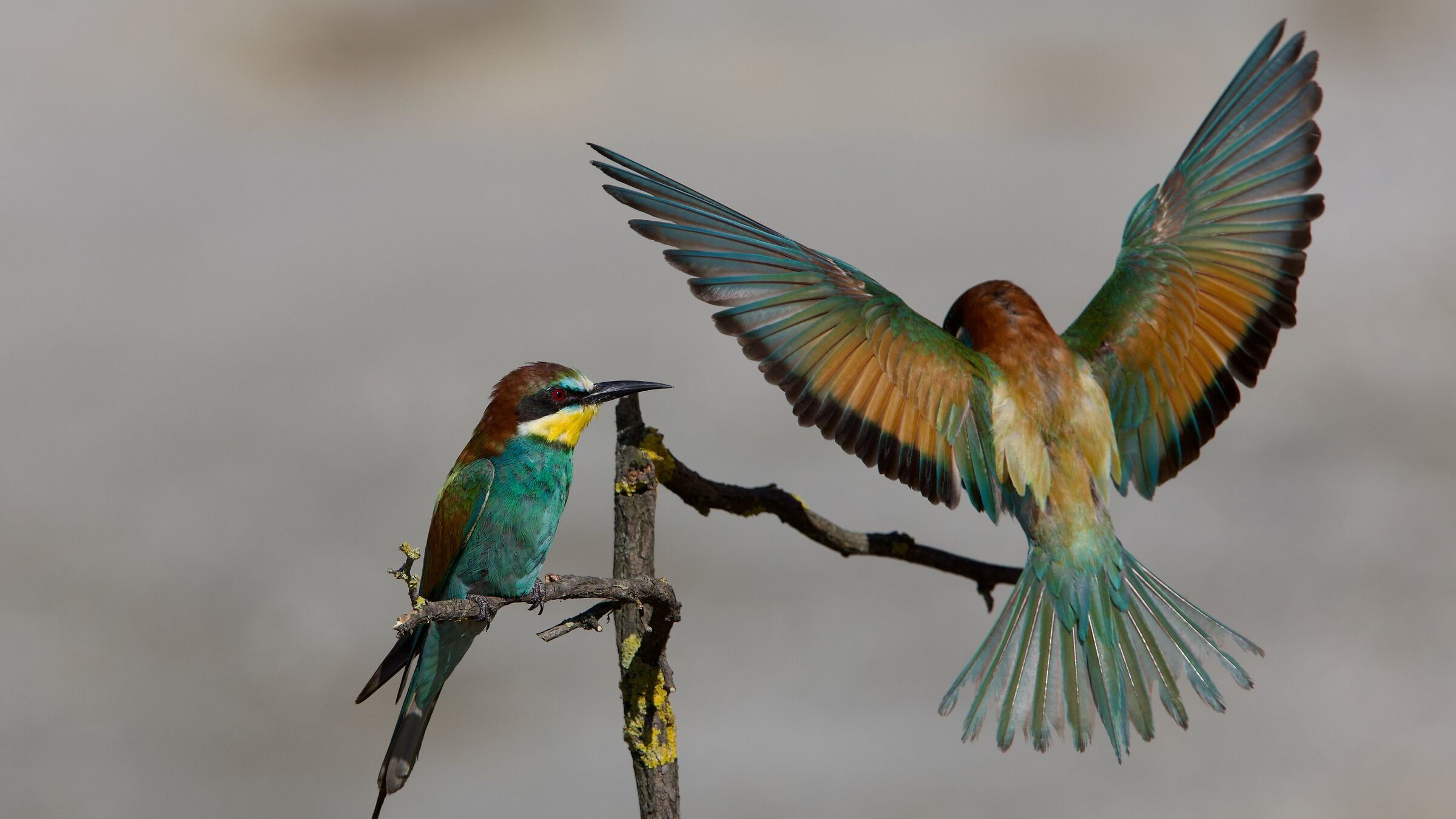 With the bee eater, you fly