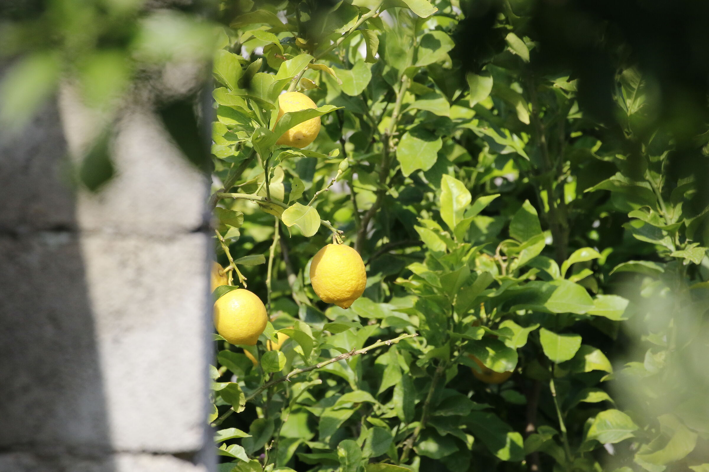 " Crop 6 Cento 40 ", Canon 100- 400 L I I, 7 D I I