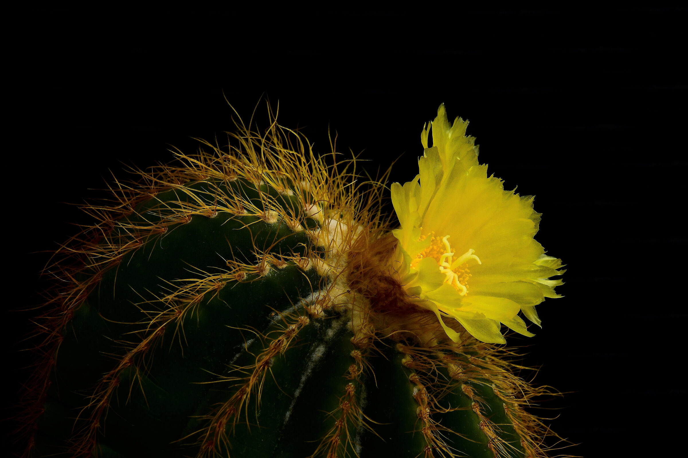 Parodia magnifica