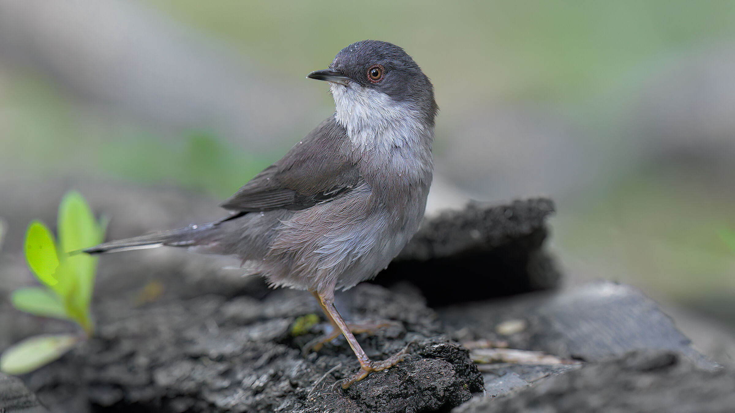 Sardinian warbler