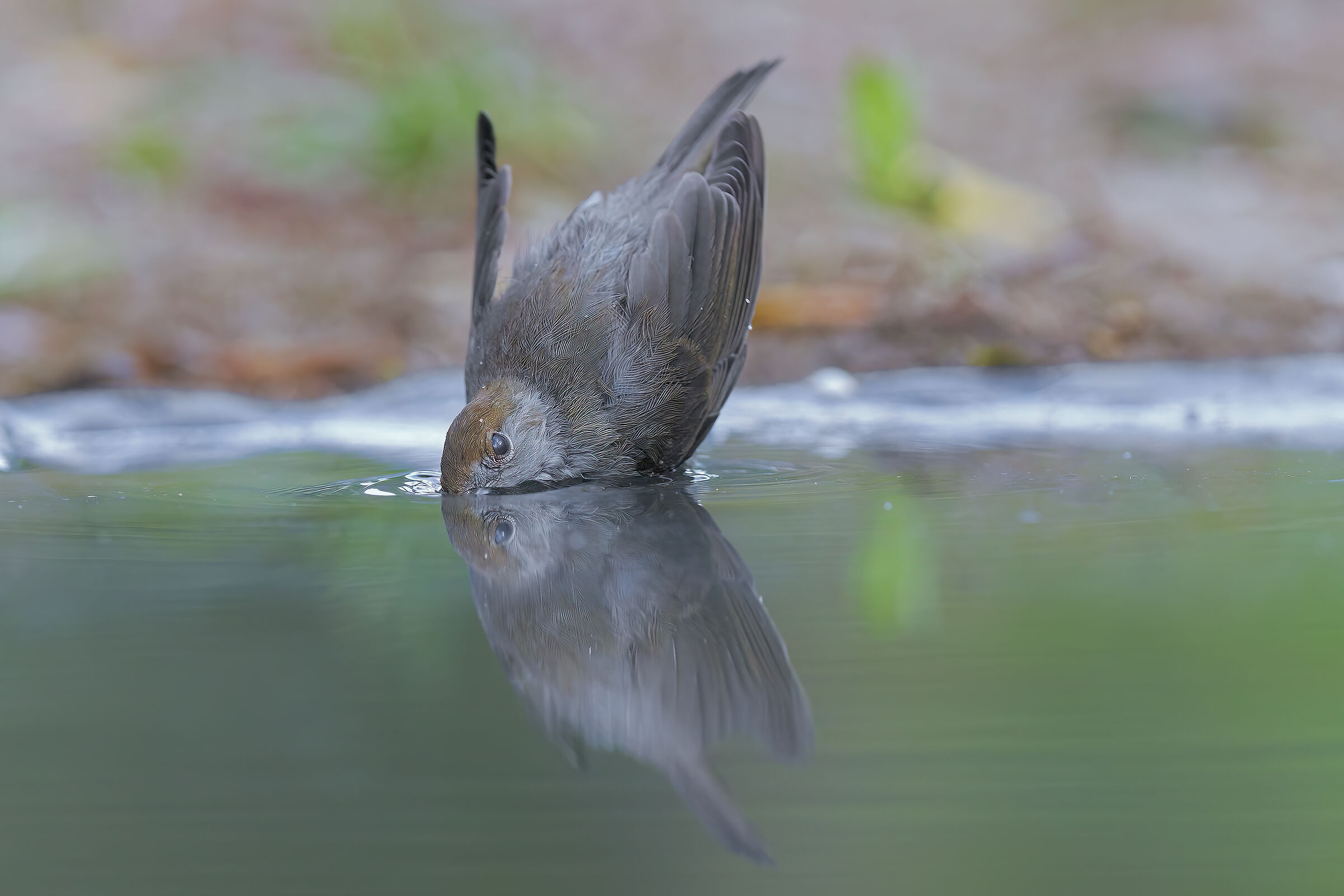 Young blackcap at the bath