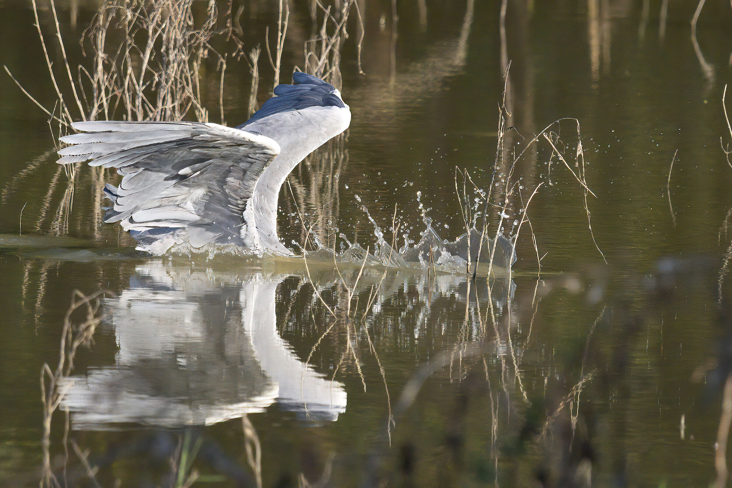 Grey heron fishing